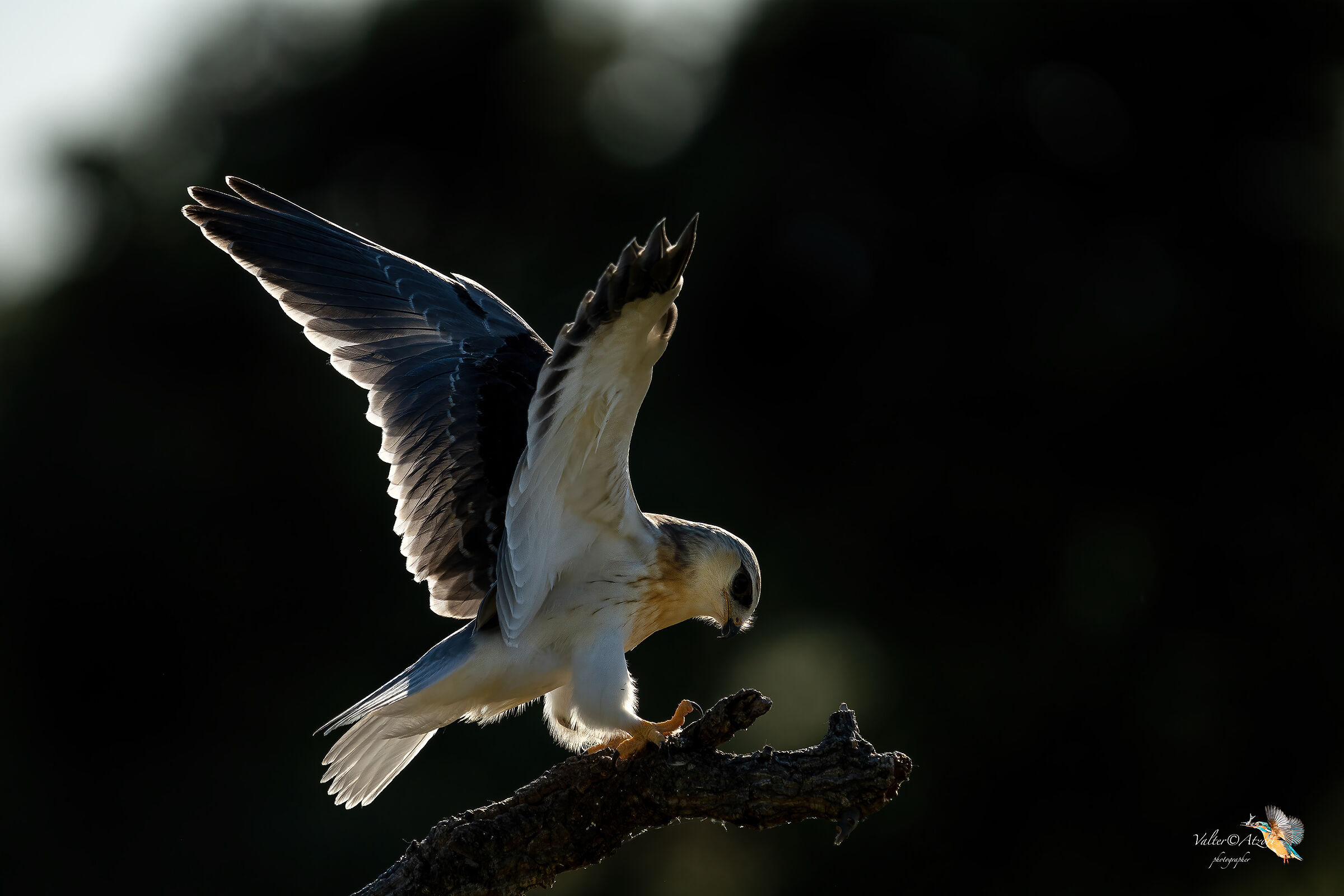 White Kite against the light...