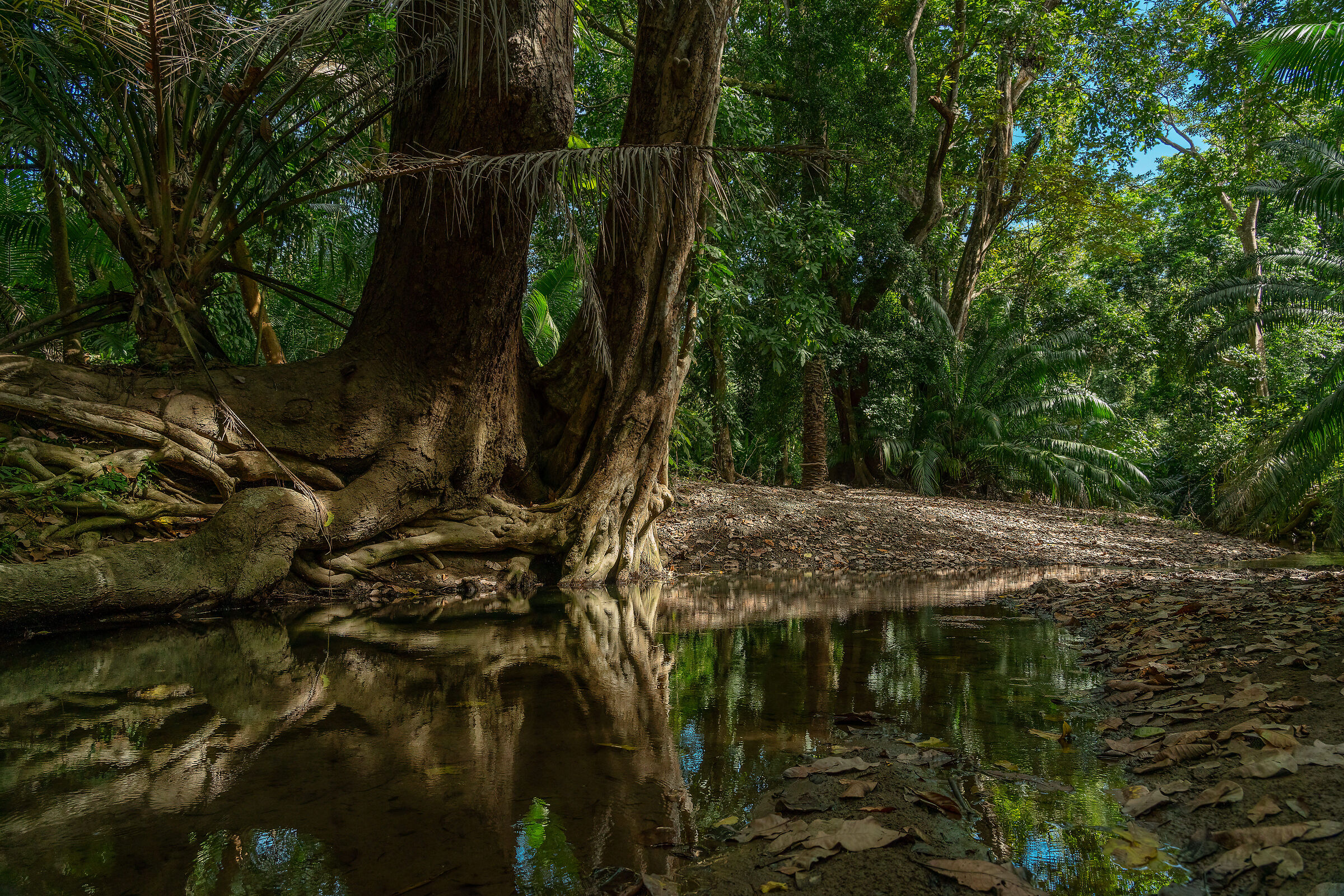 Rainforest...