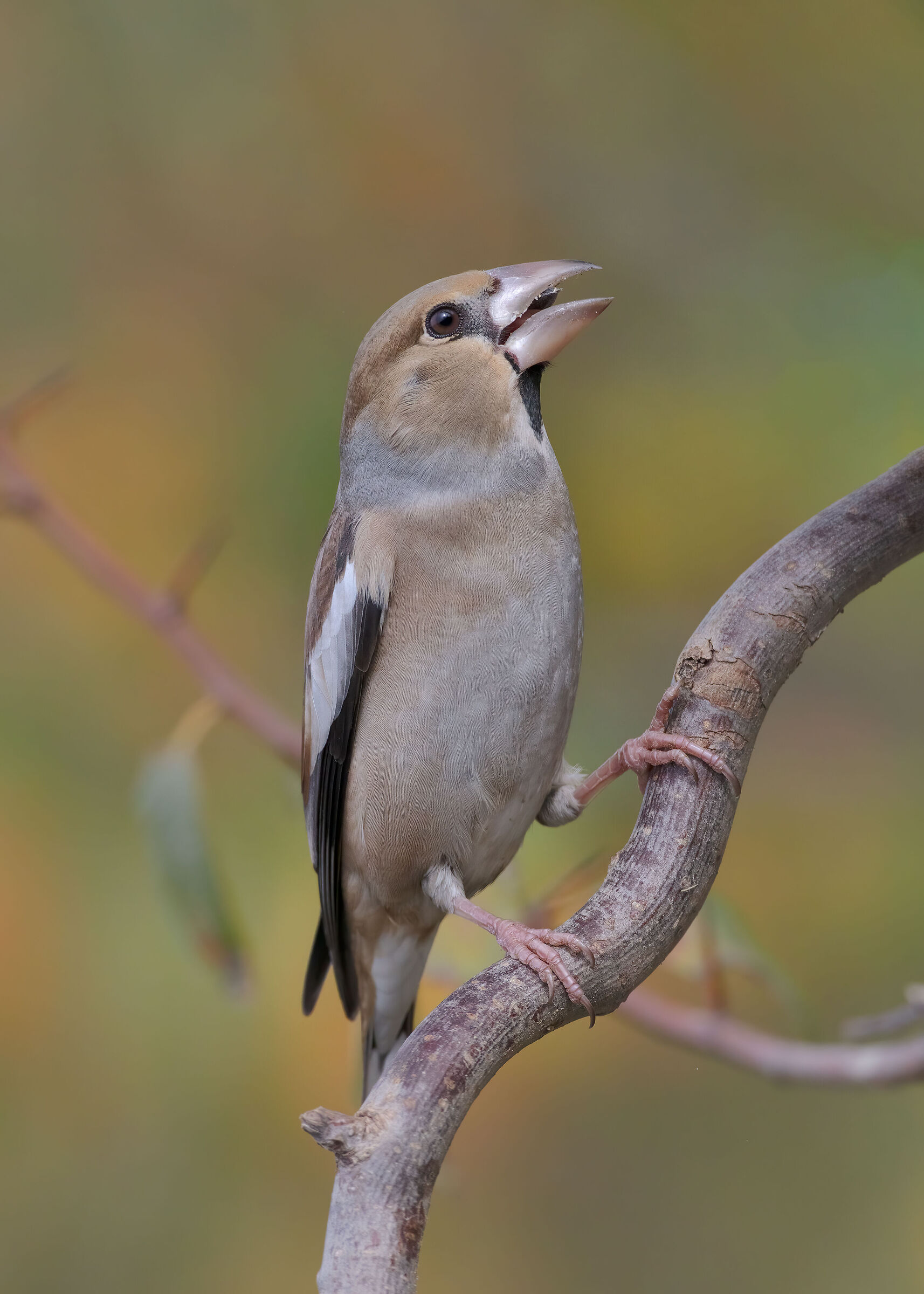 Common frosone (Coccothraustes coccothraustes)...
