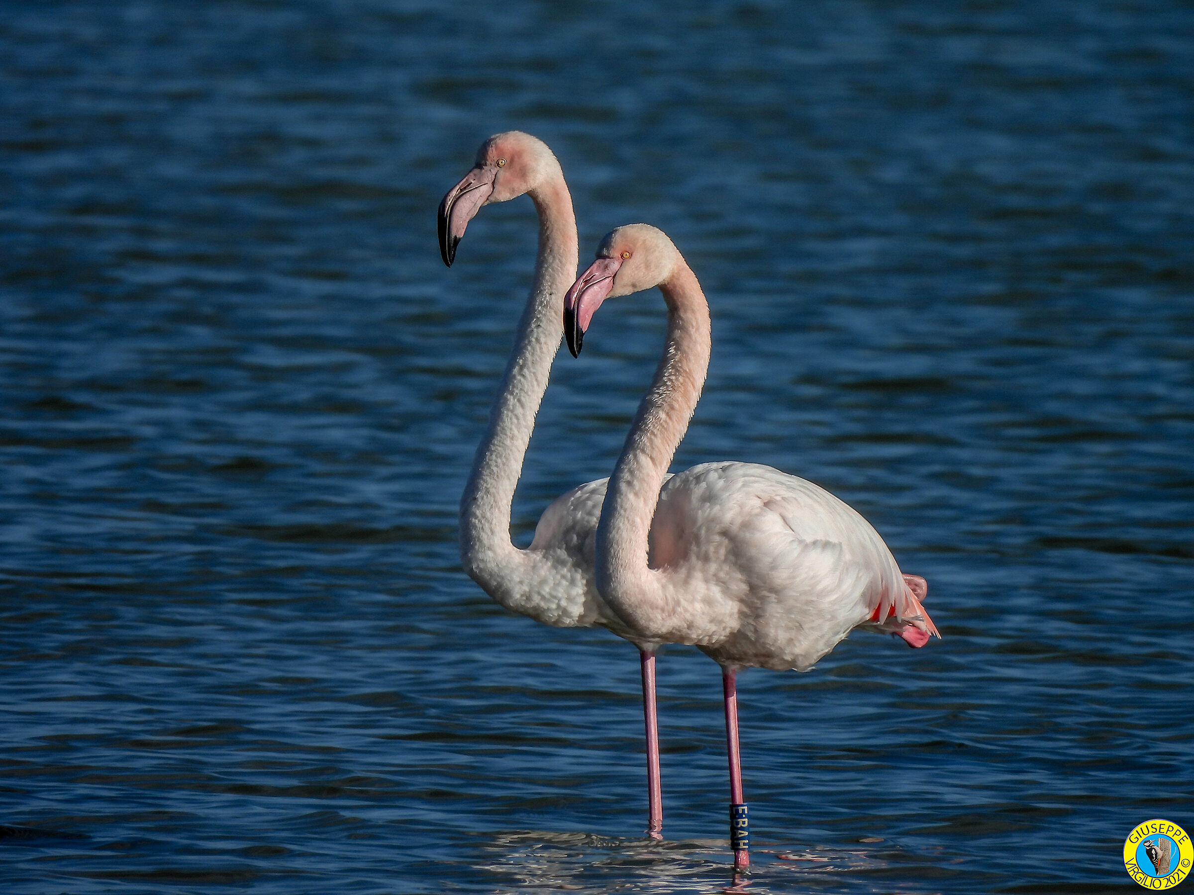 Flamingo - Phoenicopterus roseus giov(Sardinia)2021...
