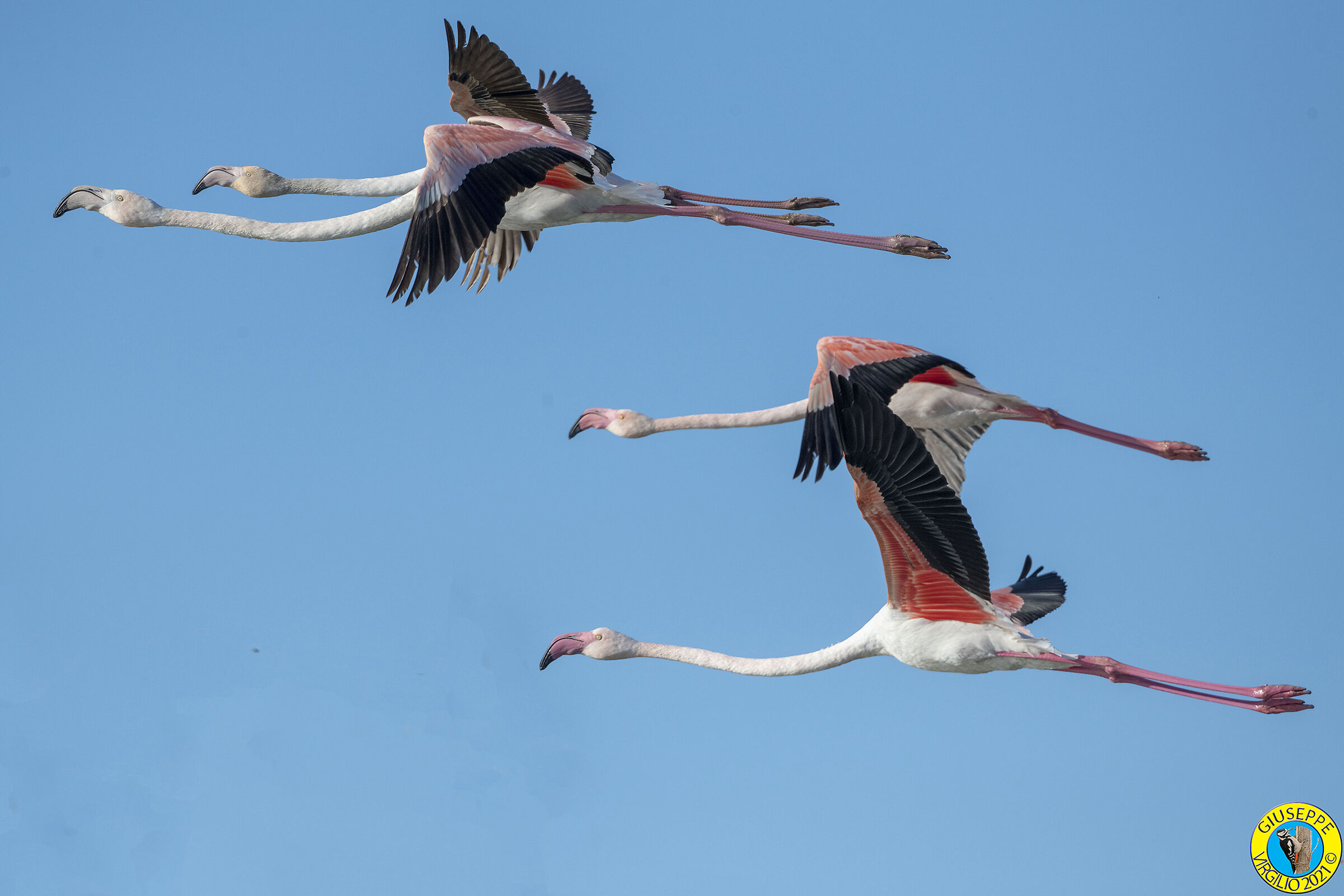 Flamingo - Phoenicopterus roseus (Sardinia)2021...