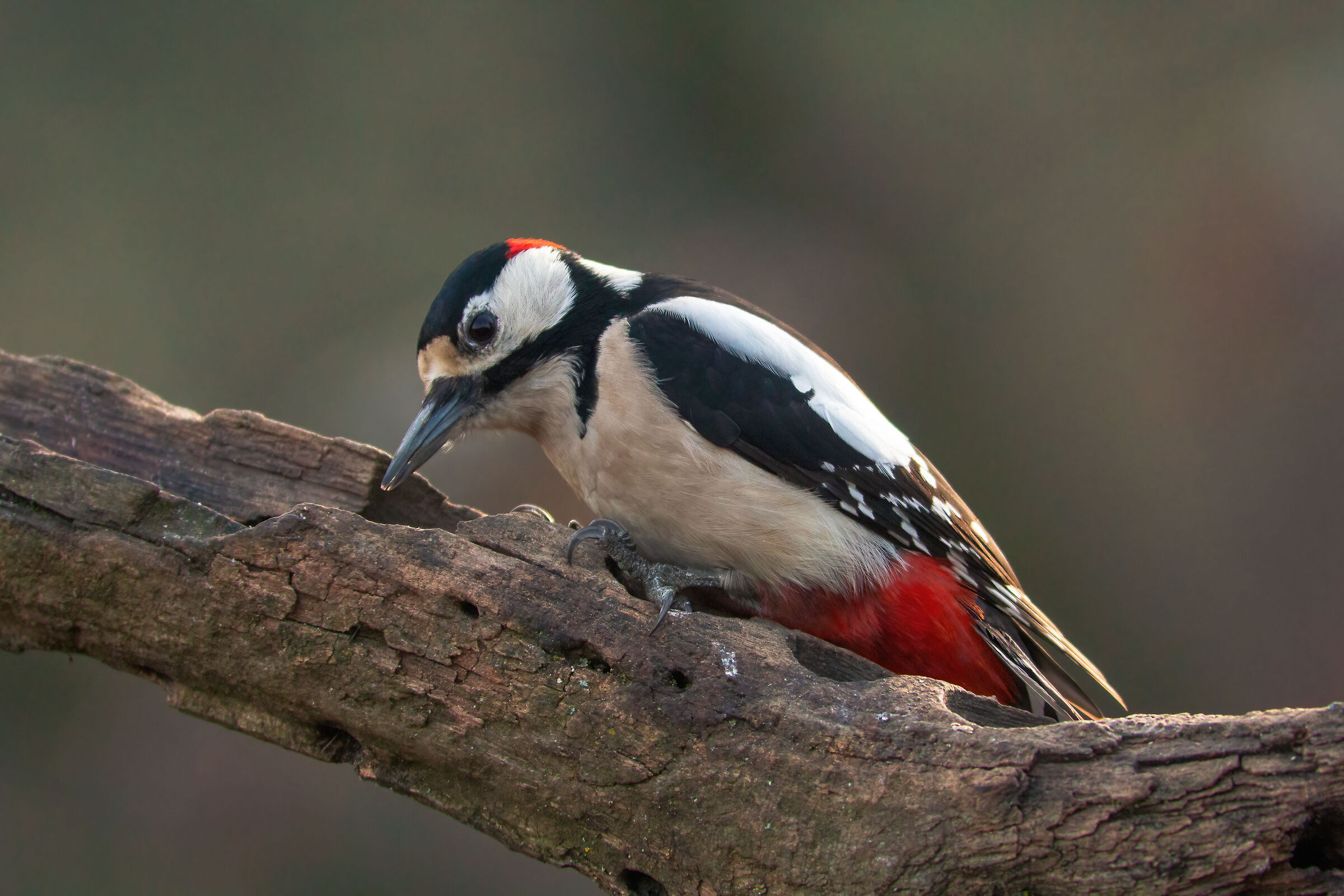 red woodpecker...