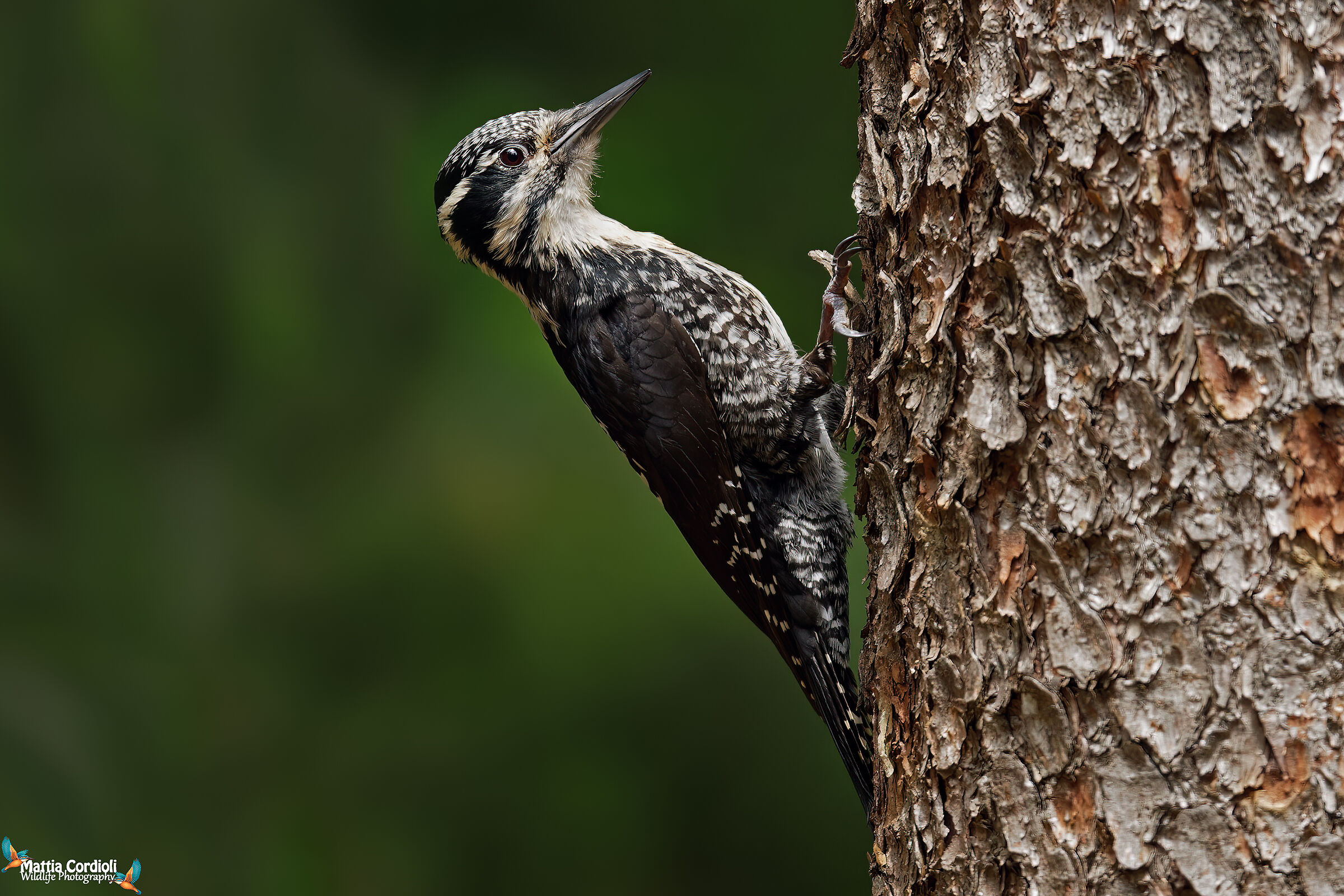 three-toed woodpecker......