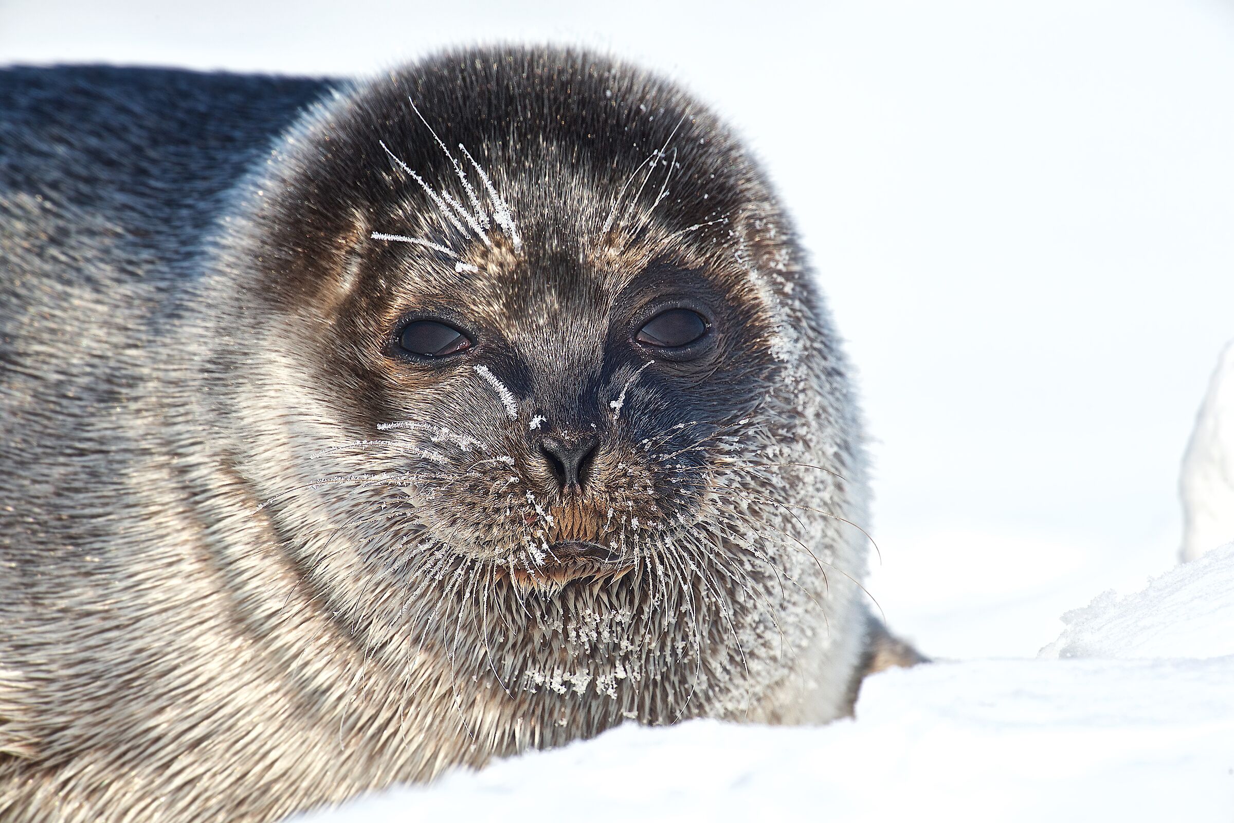 Seal face...