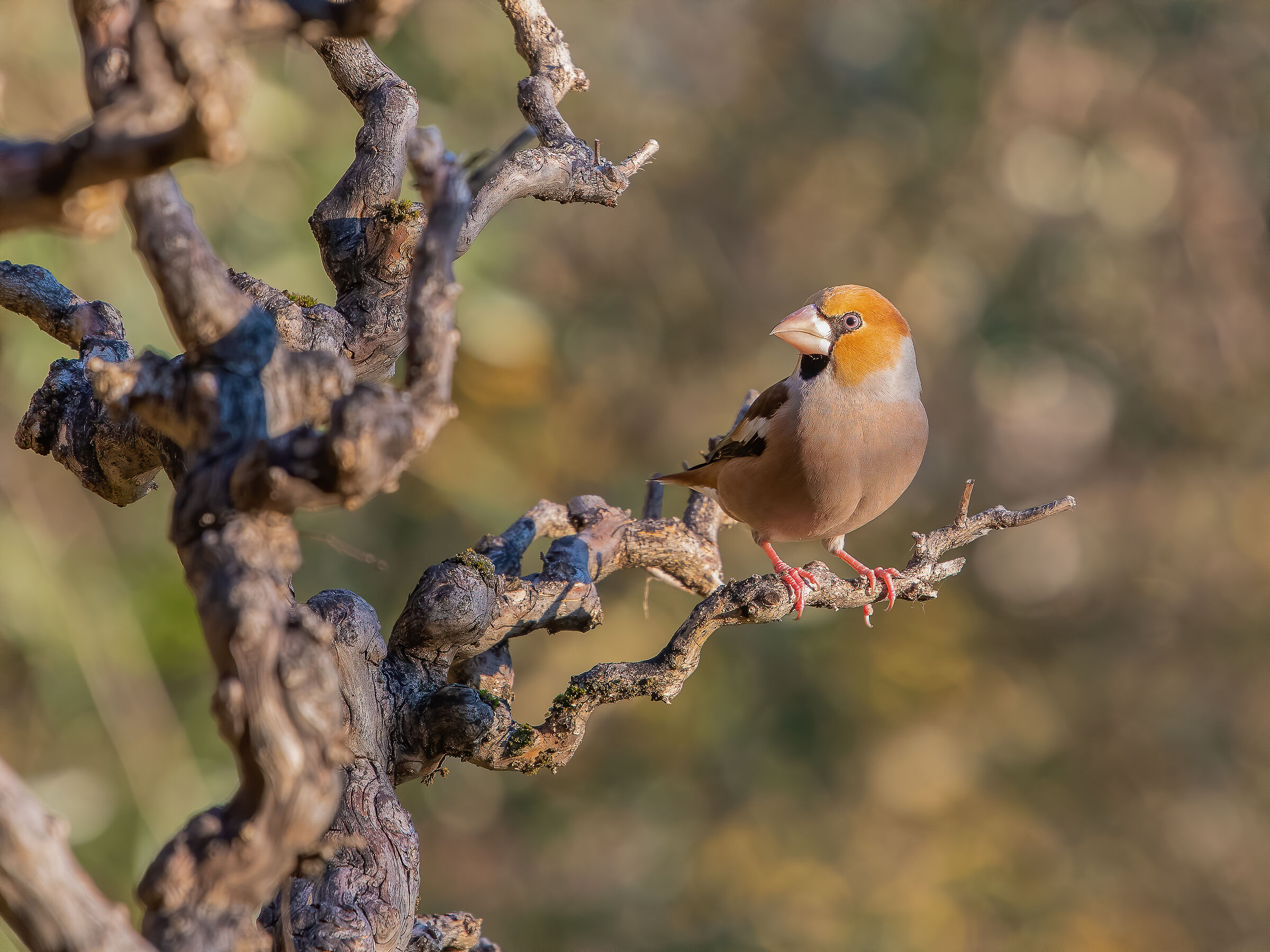 Hawfinch... the wary!...