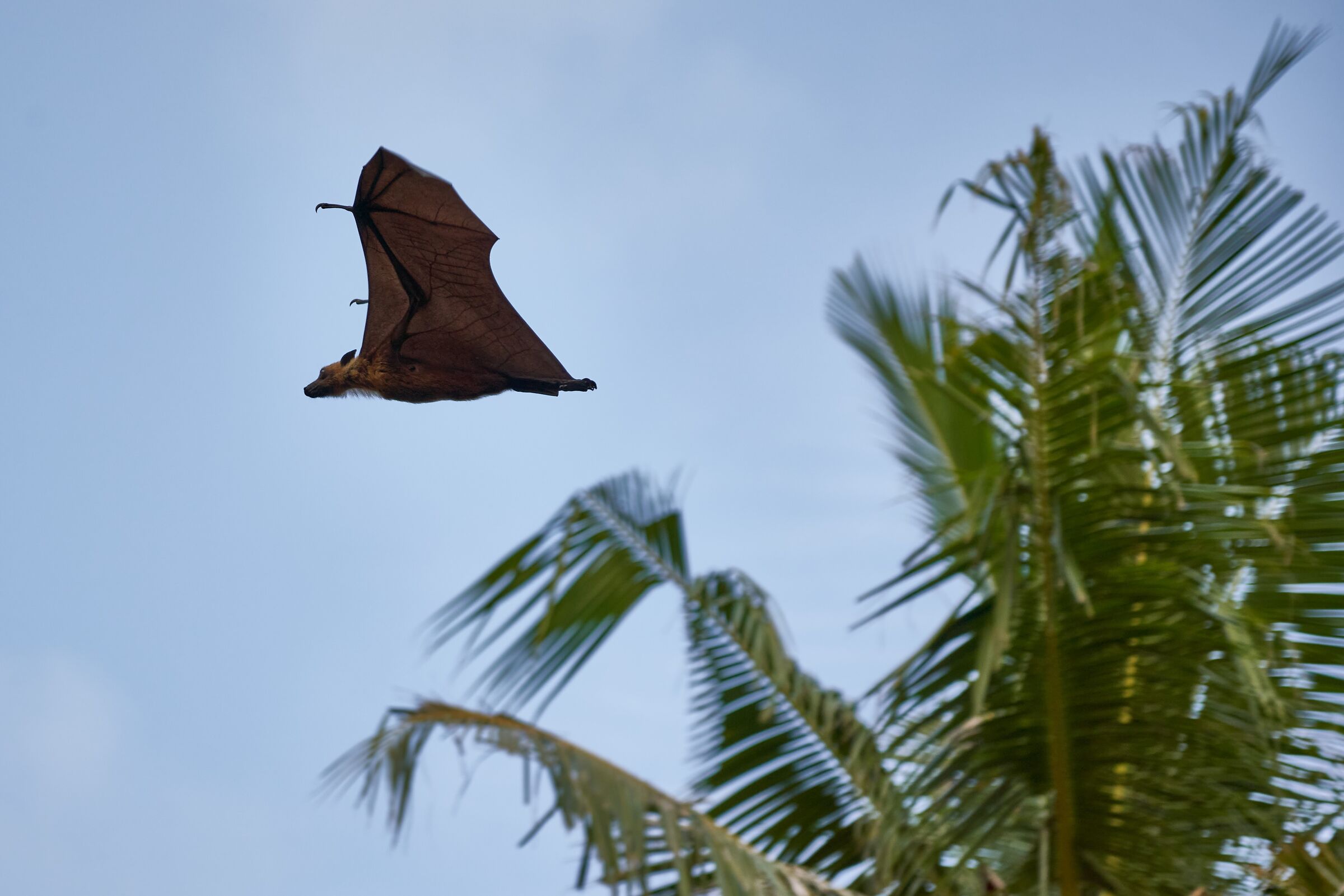Flying fox in the Maldives...