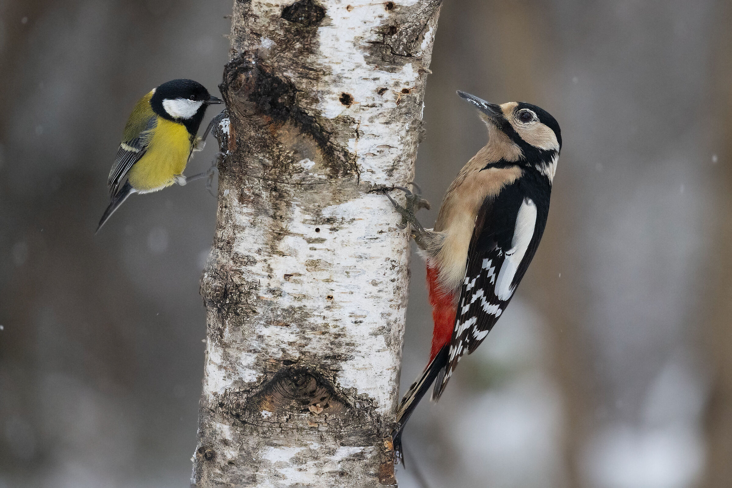 woodpecker and...