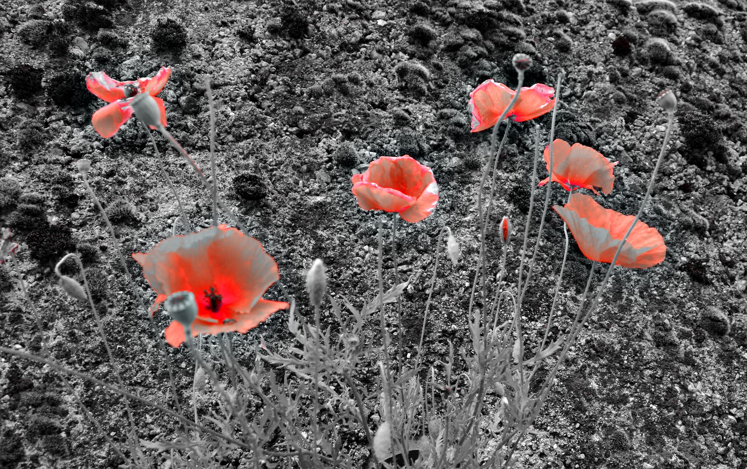 Poppies on the river bank...