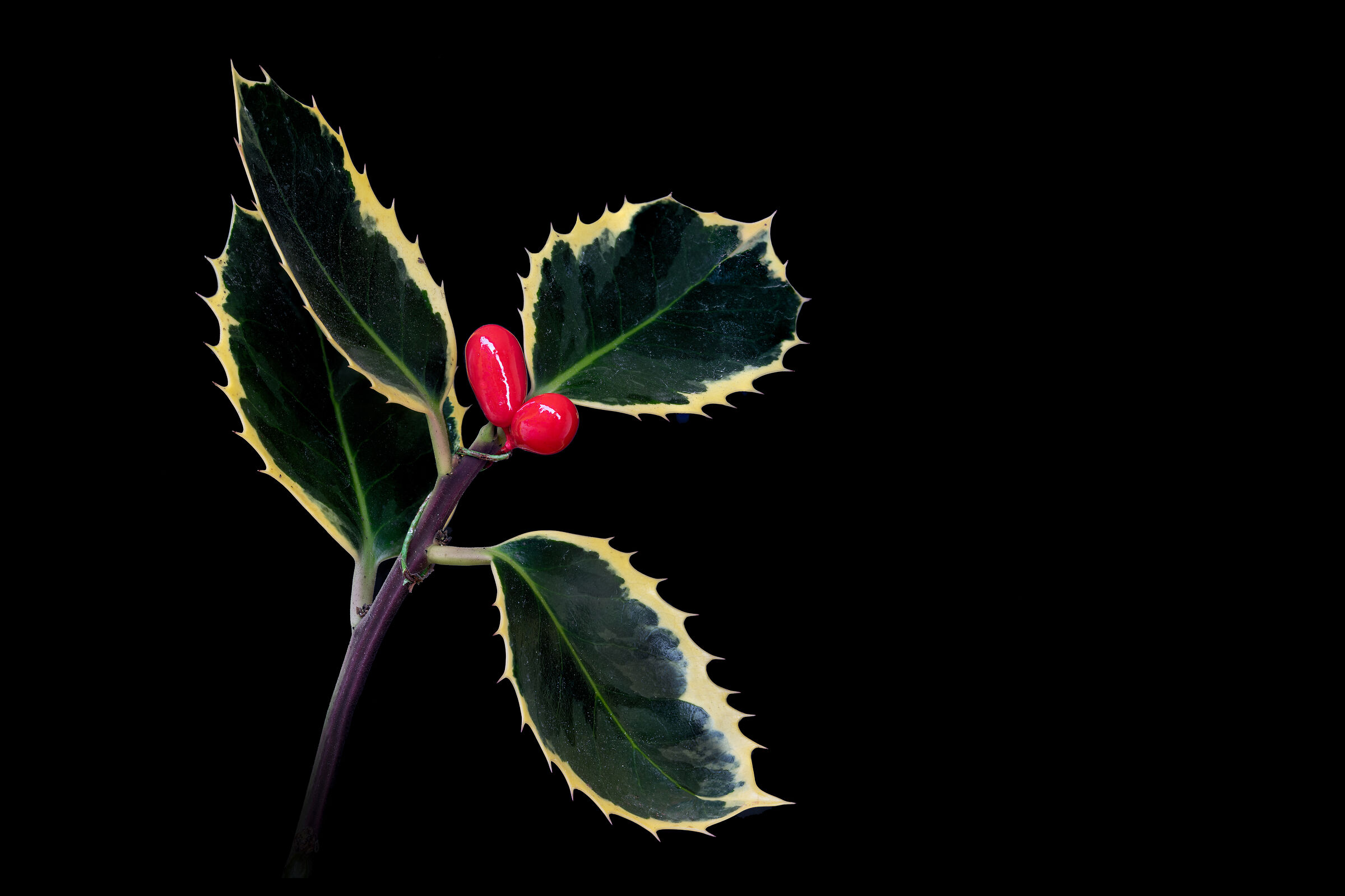 Holly... a wish for the new year!...