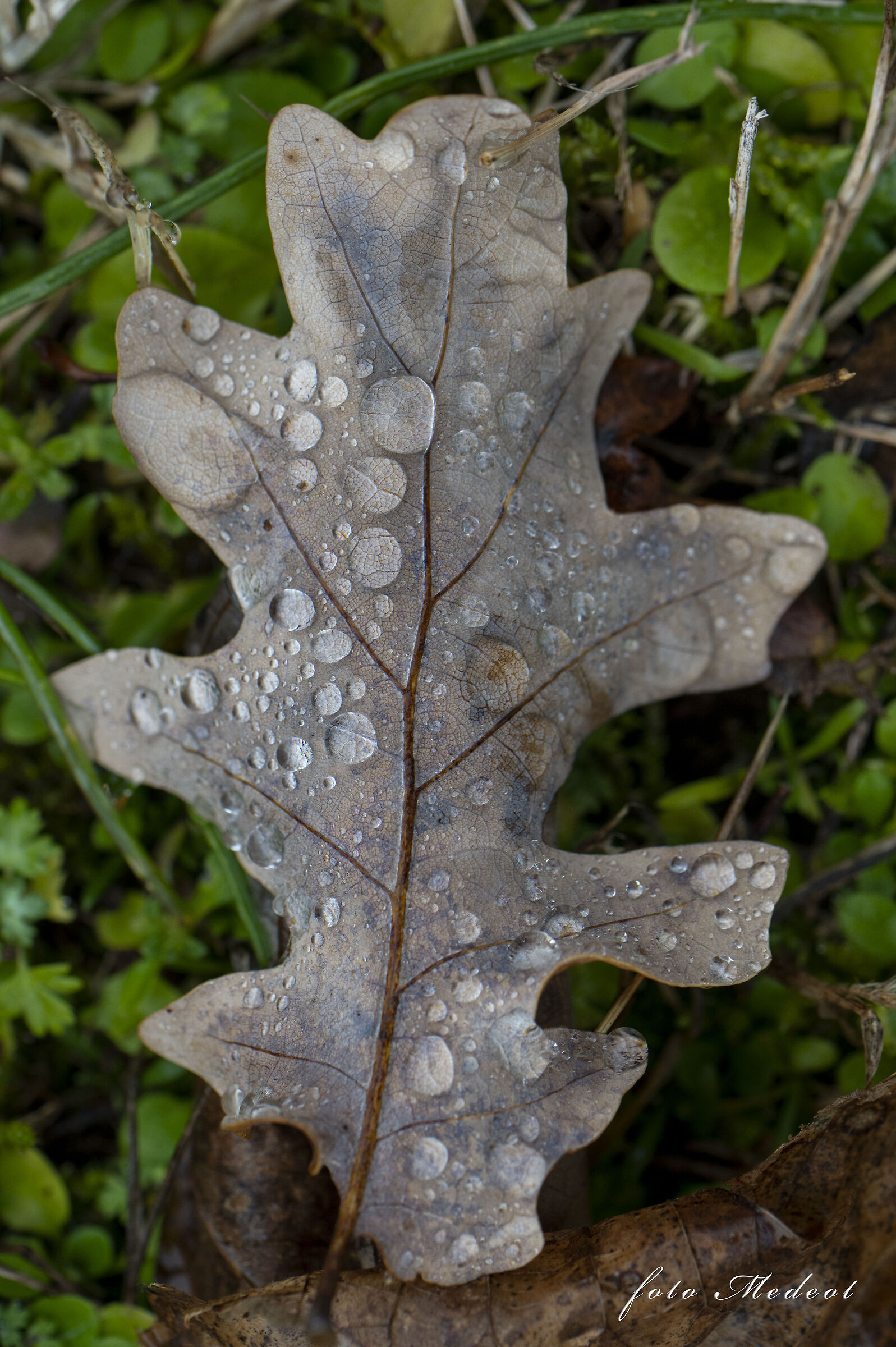 The wet leaf...