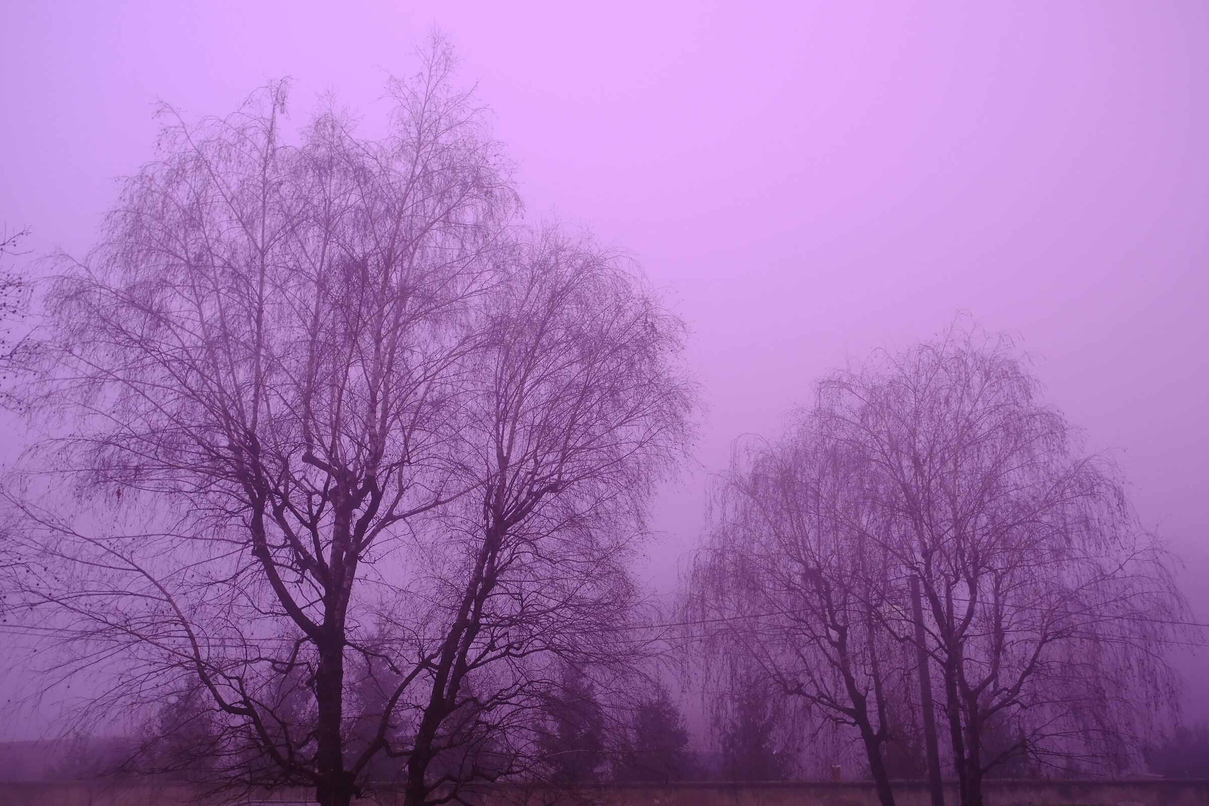 Purple sky...