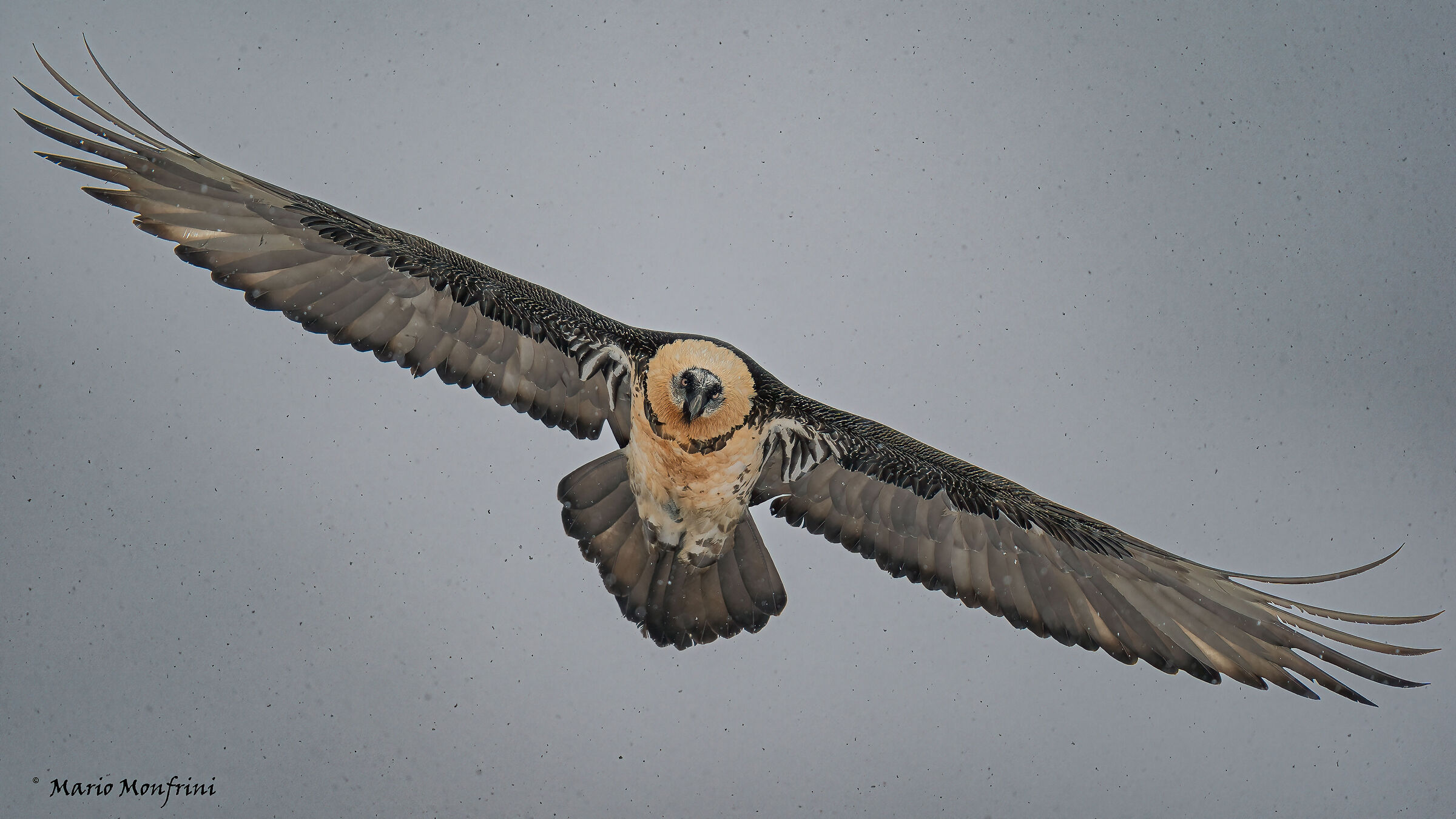 Bearded vulture under the snow...