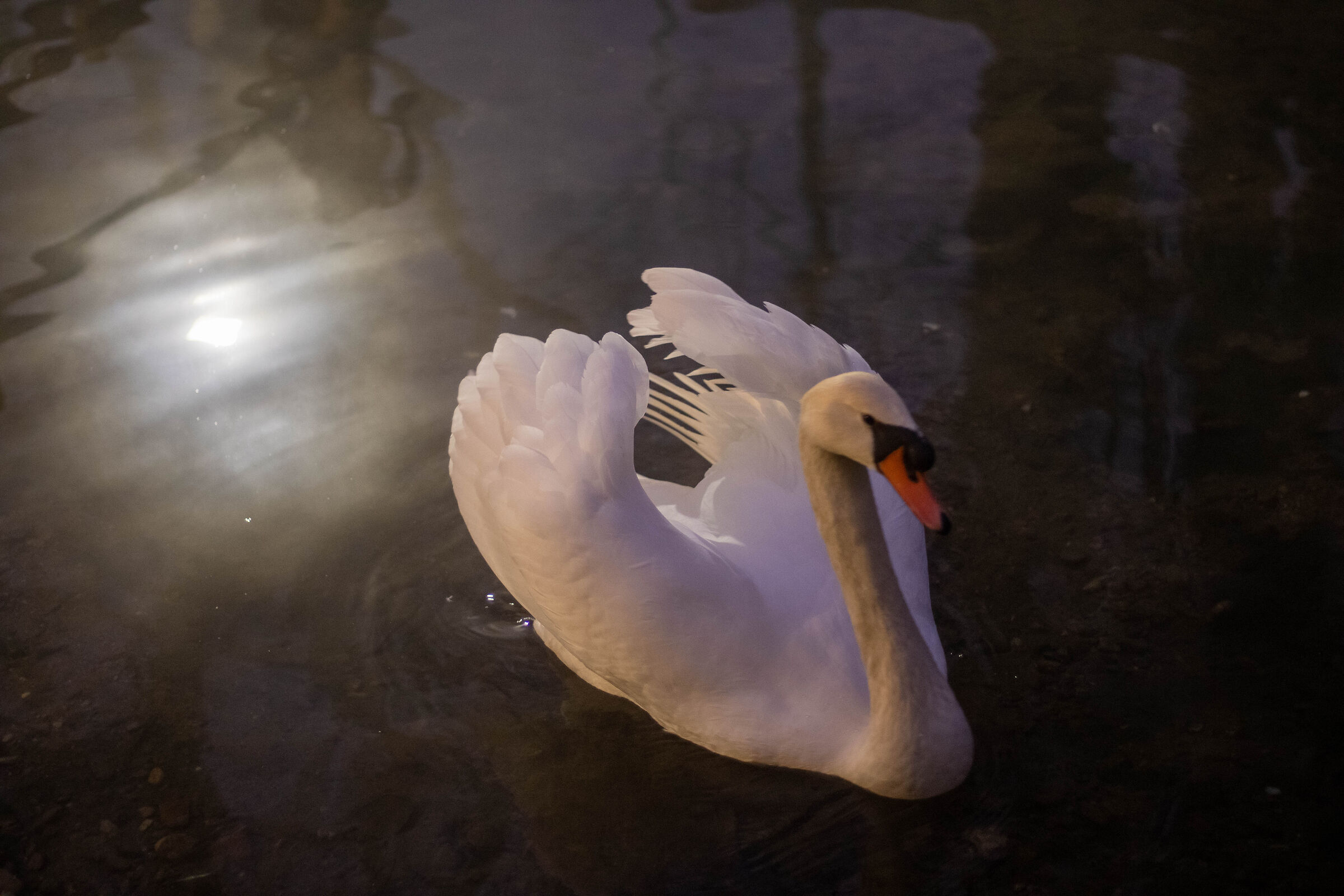 Swan in the evening...