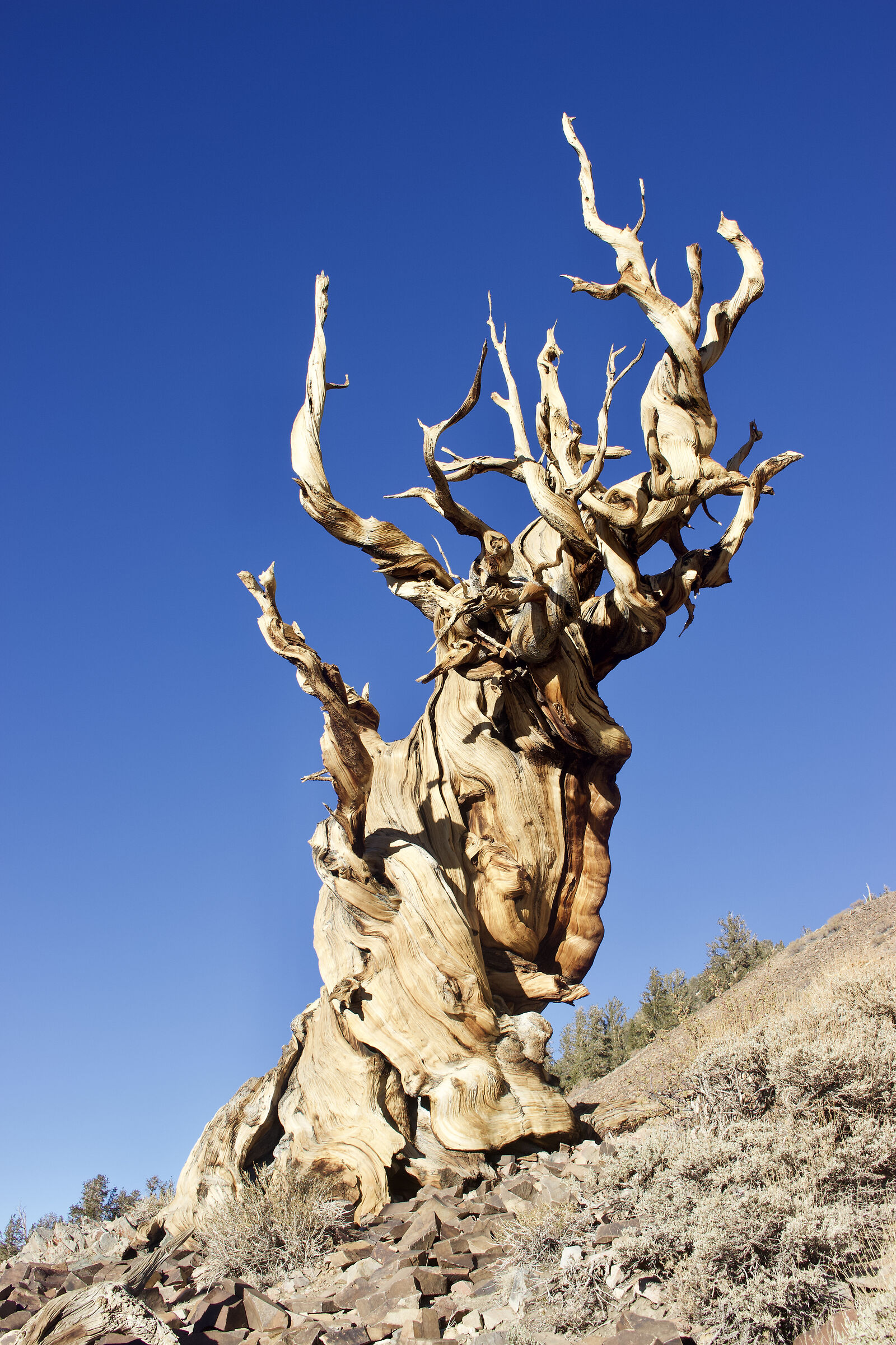 Ancient Bristlecone Pine Tree, California...
