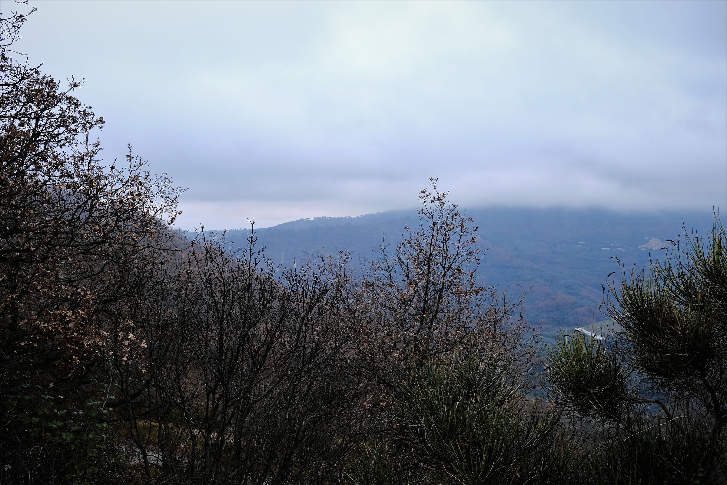 Nebbiolina a Santa Brigida...