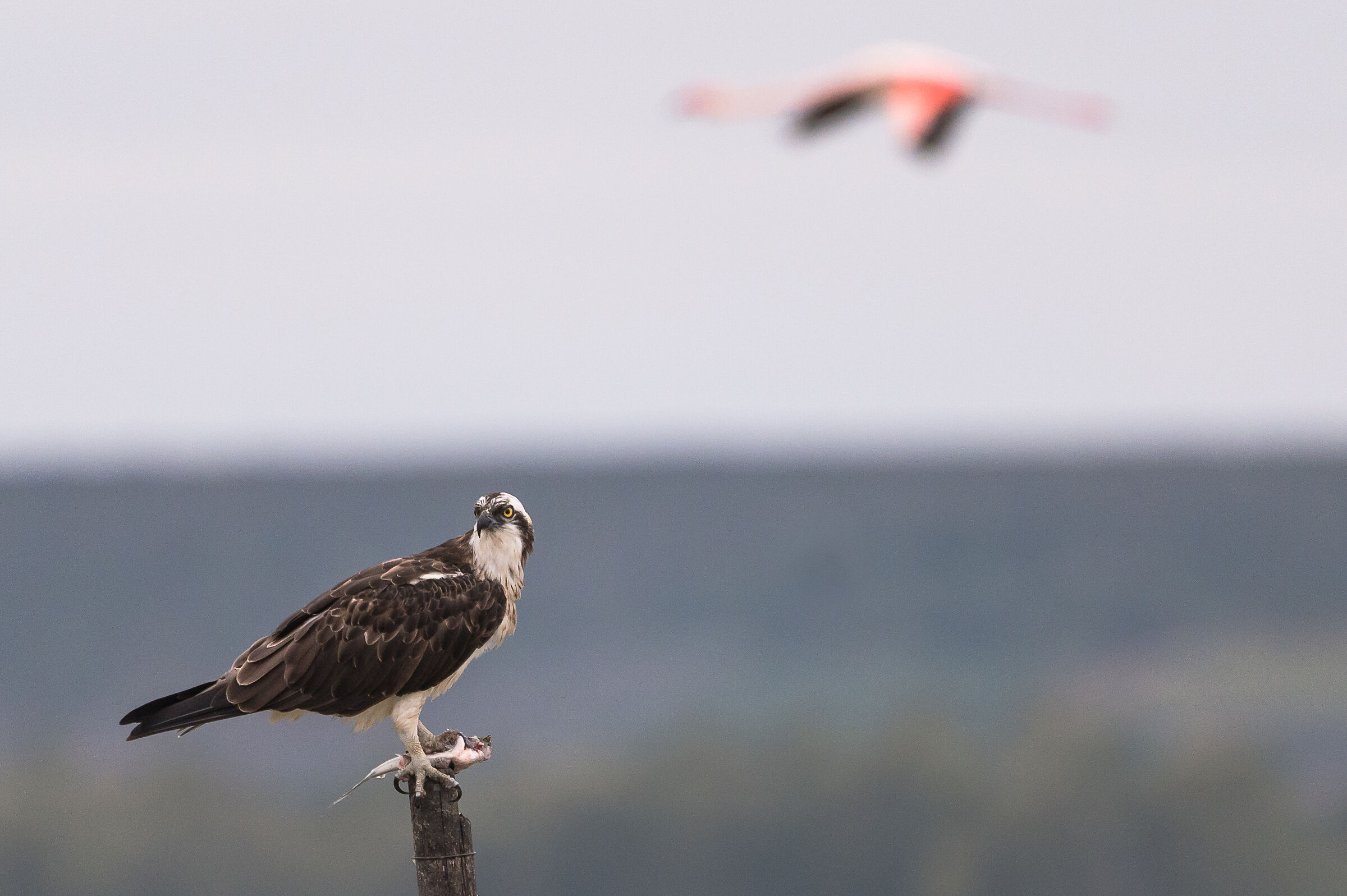 Osprey...