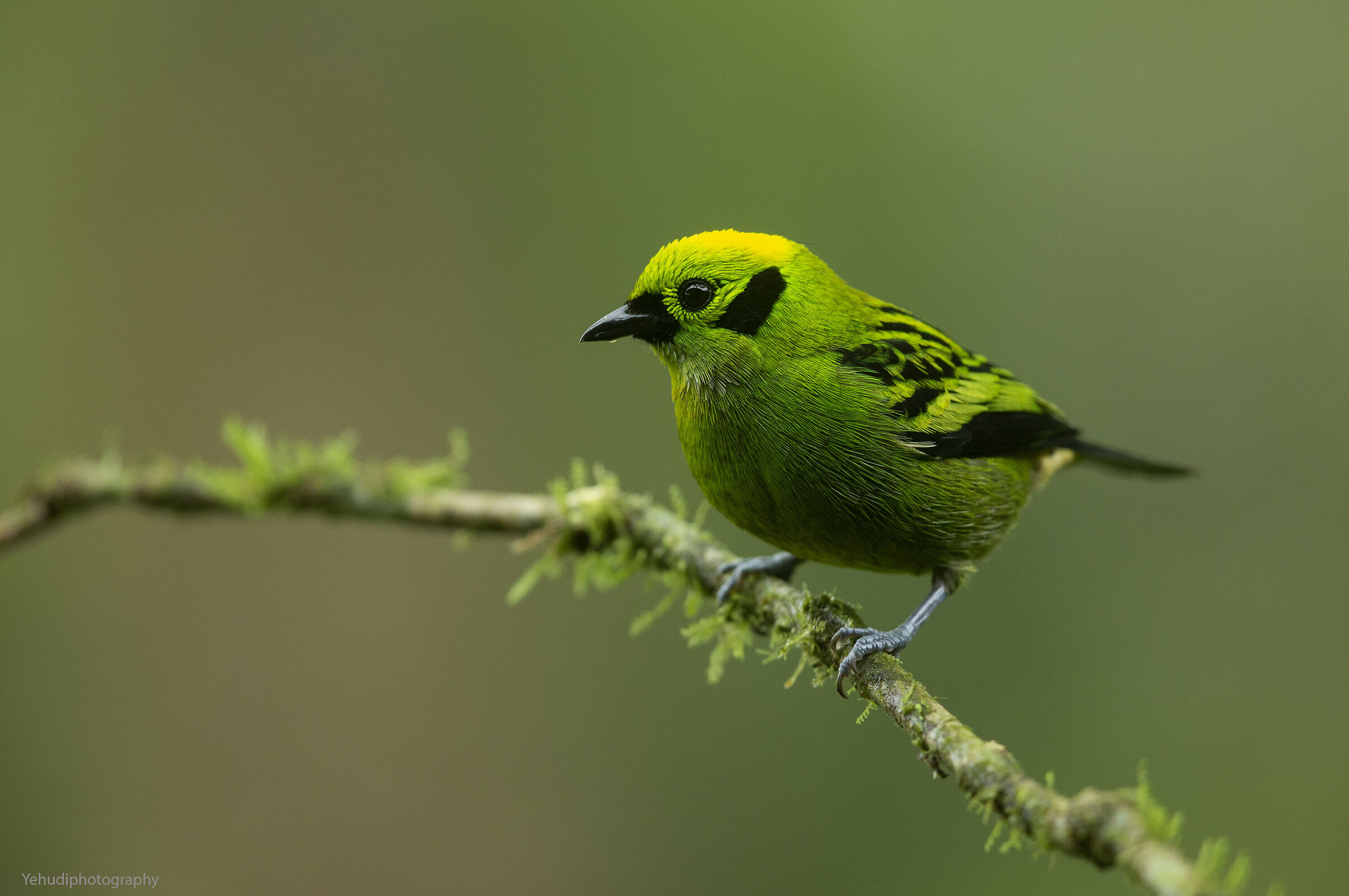 Emerald tanager...