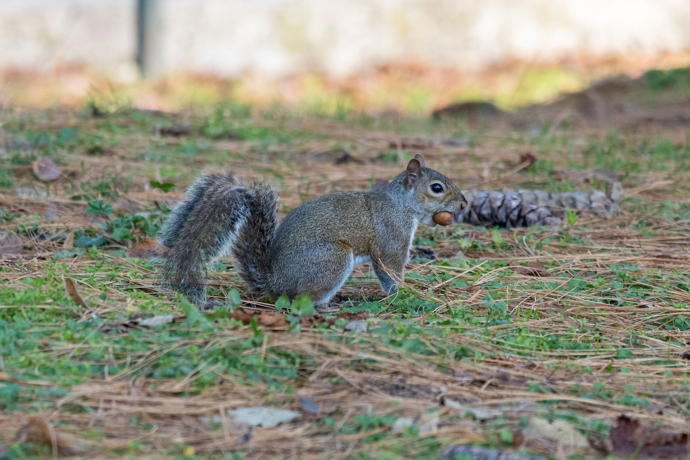 Squirrel (1) - Parco Sempione Milano...