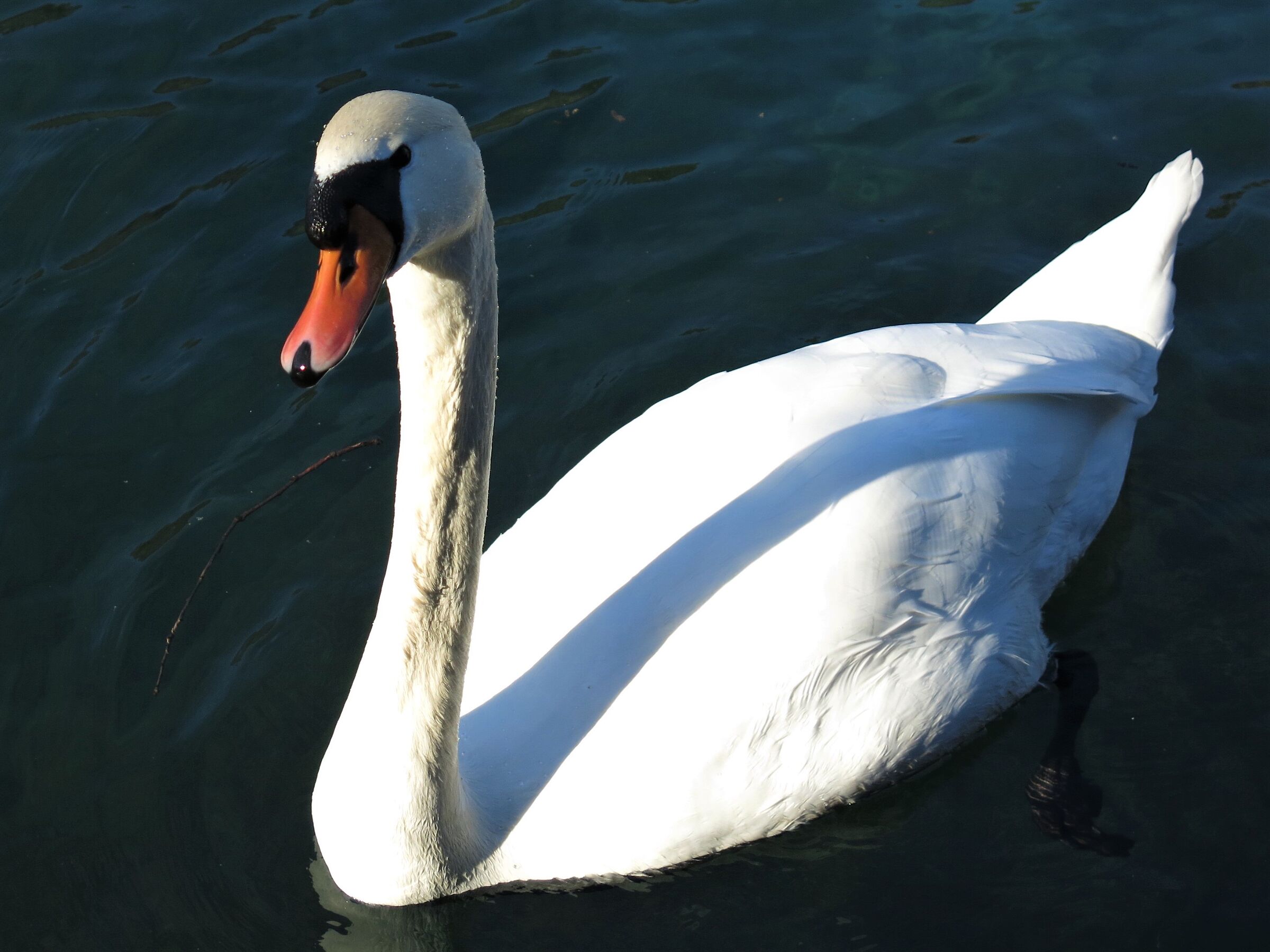 swan posing...