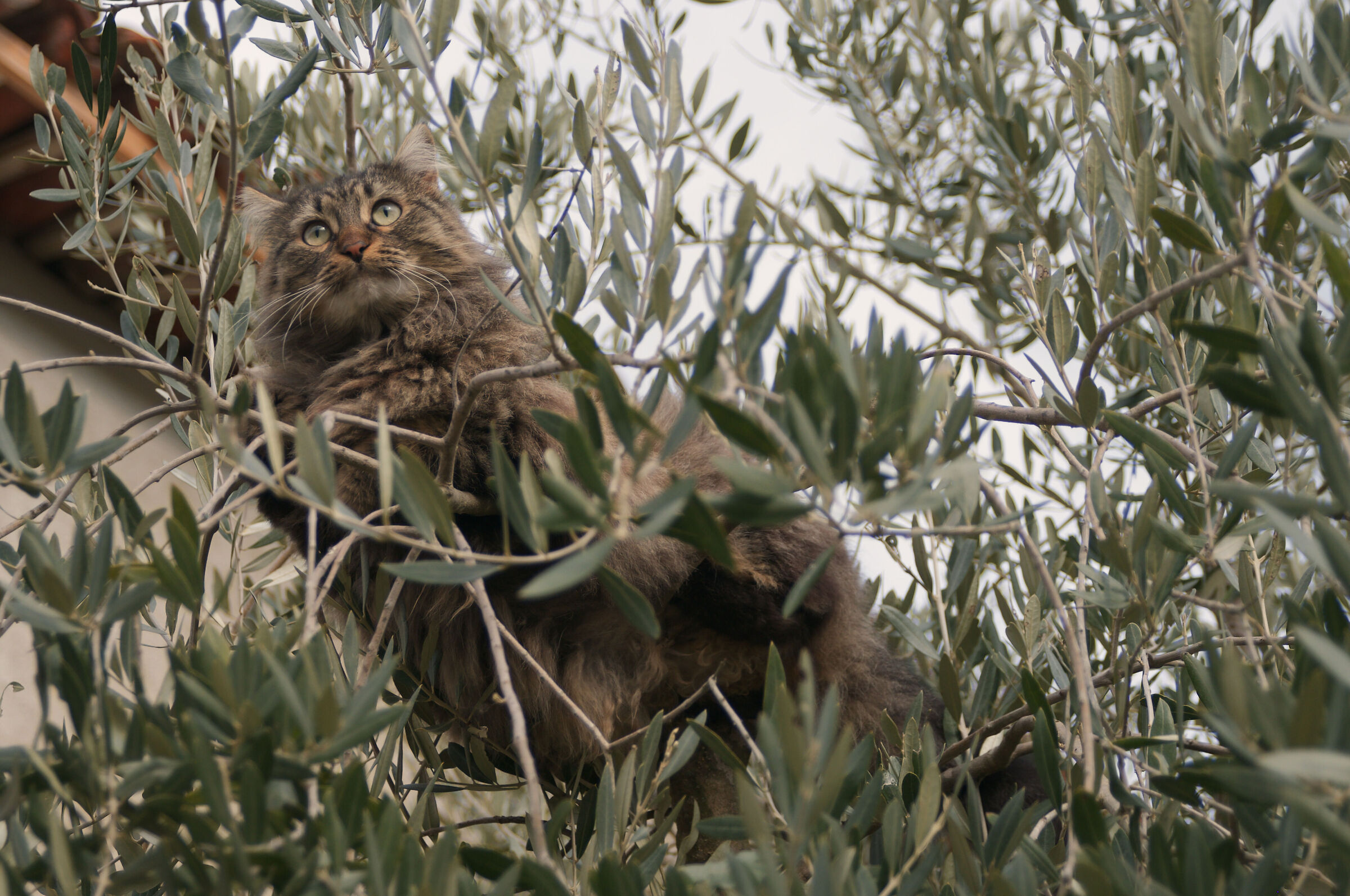 The cat of the olive trees...