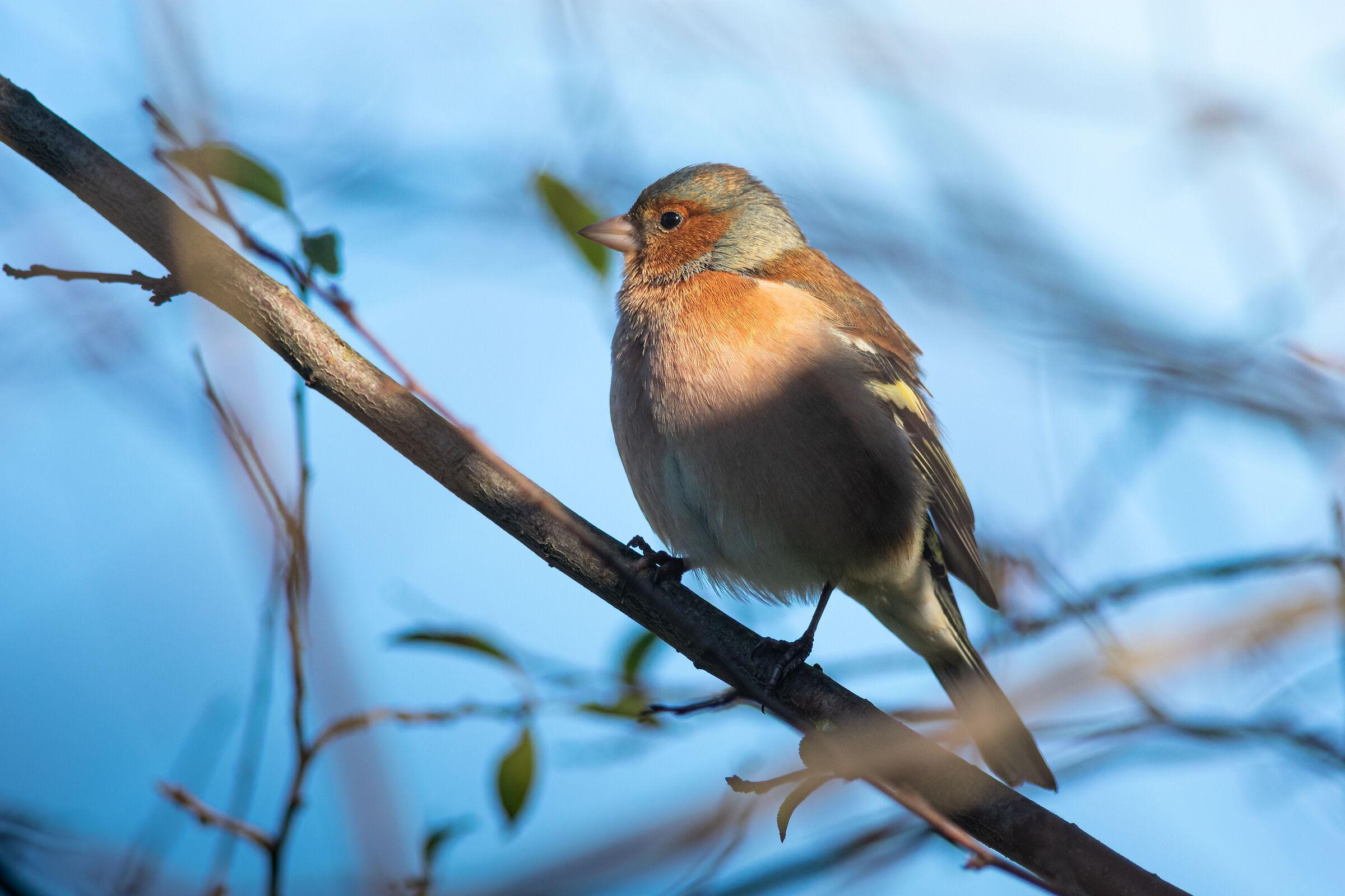 The awakening of the Chaffinch ...