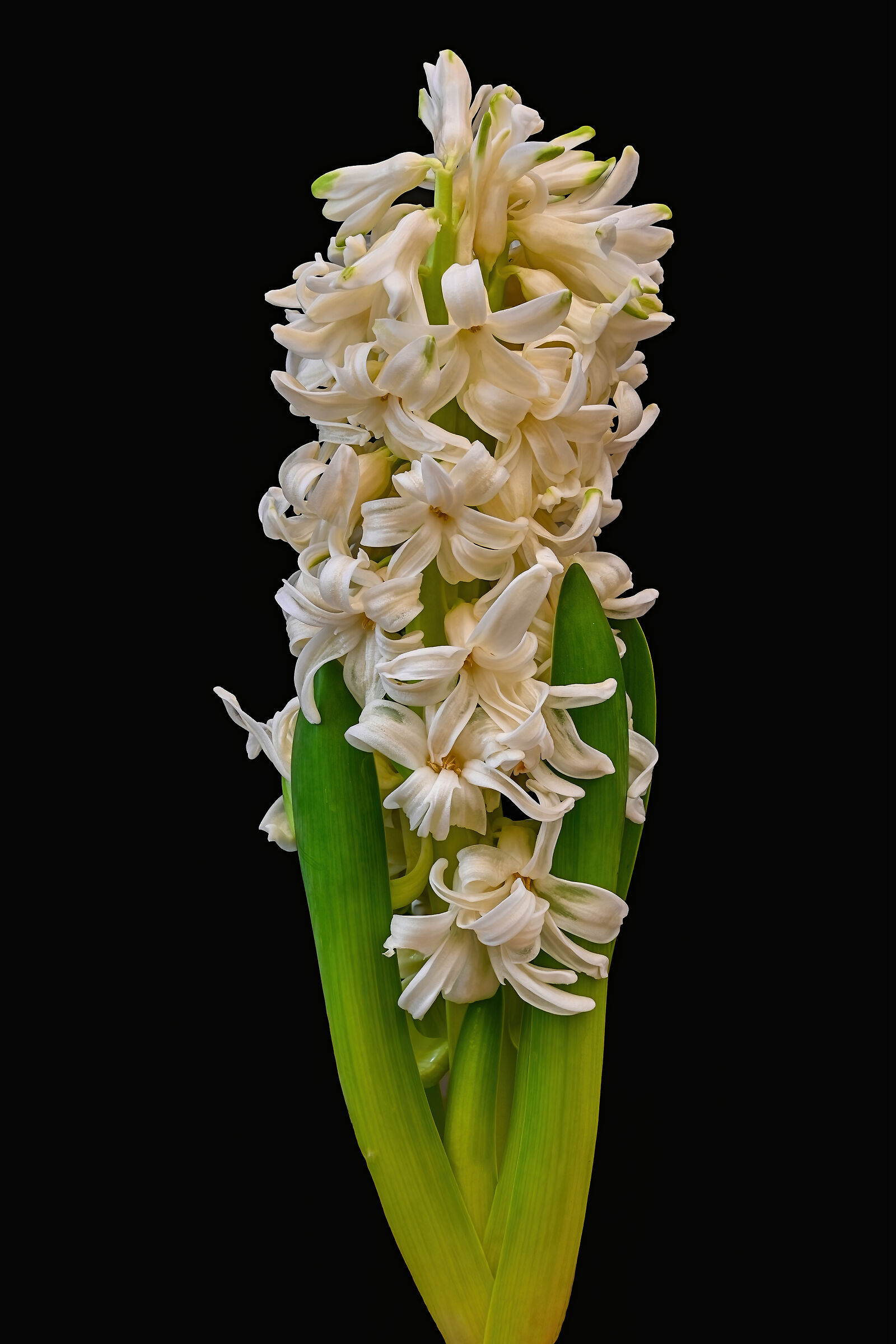 Hyacinth...