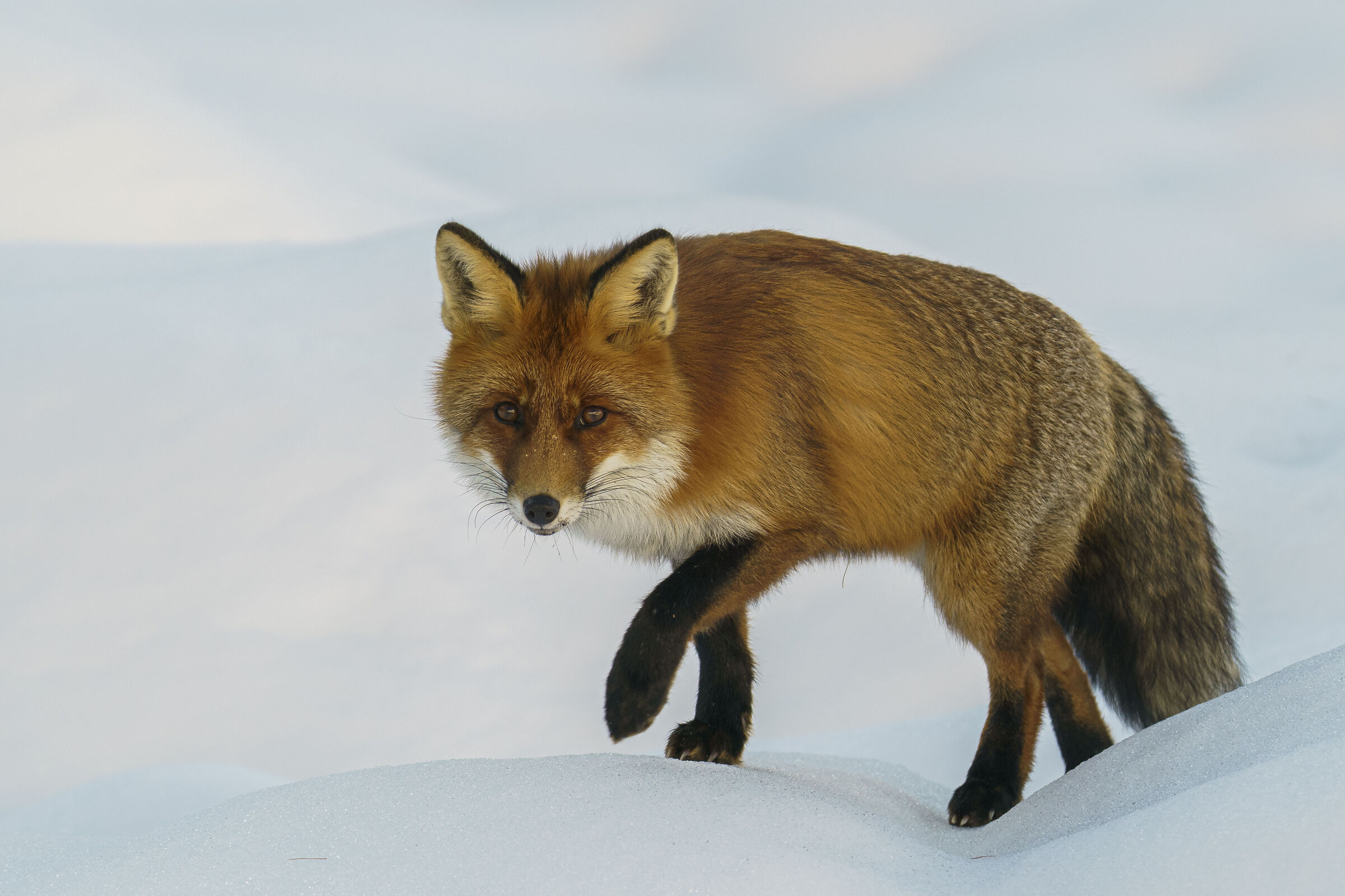 Fox in the snow...
