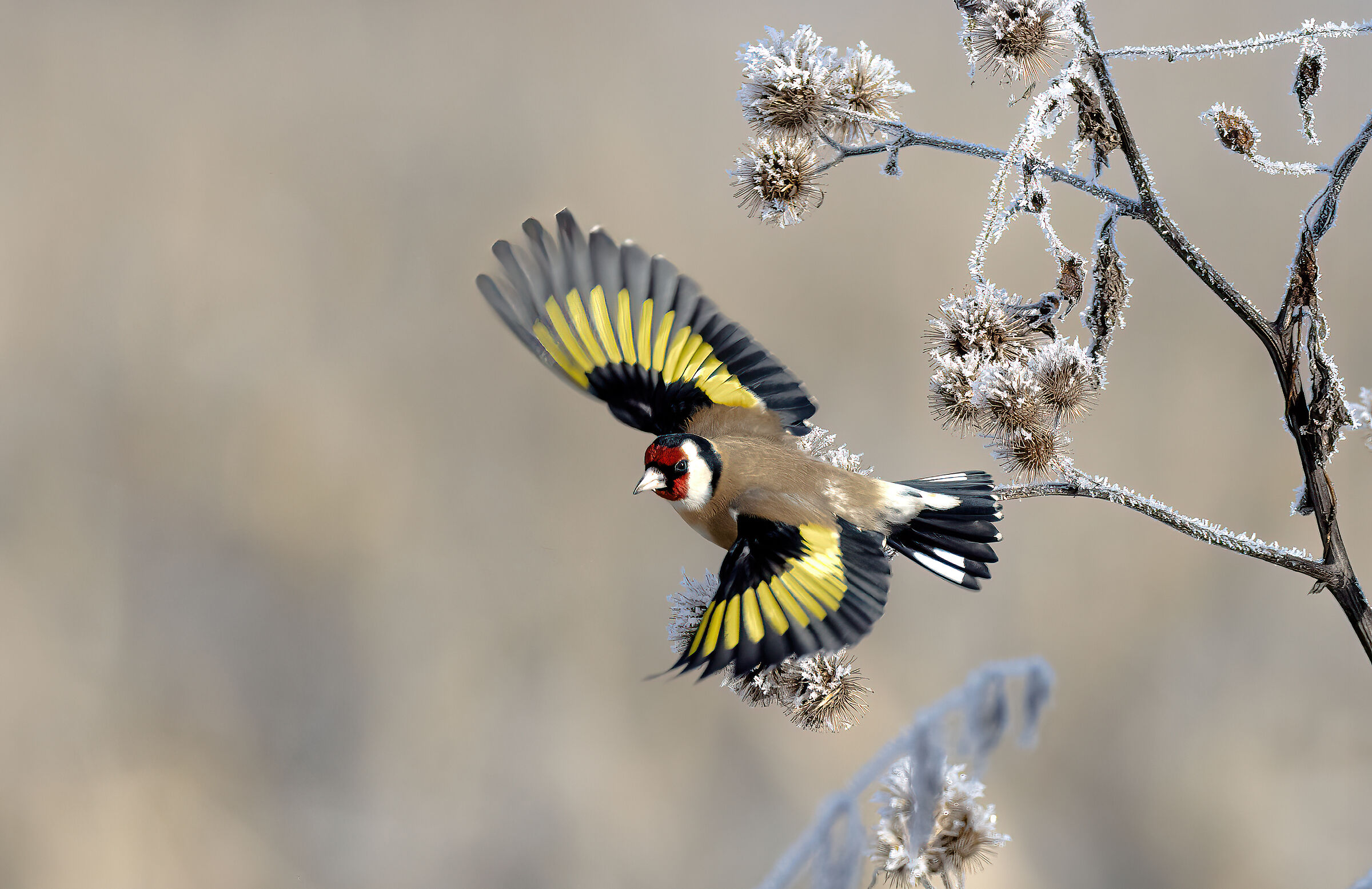 Goldfinch in flight...