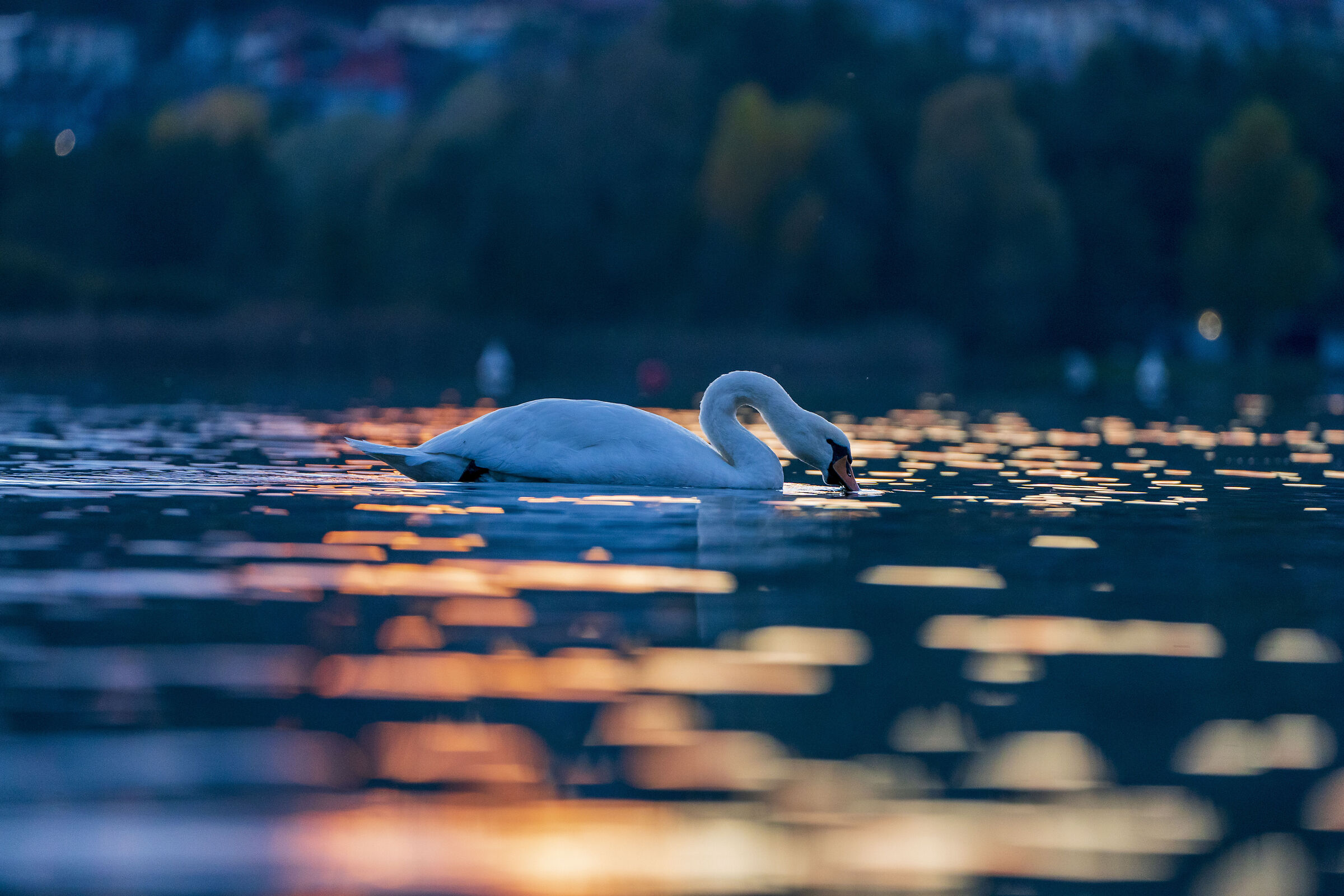 Swan ...