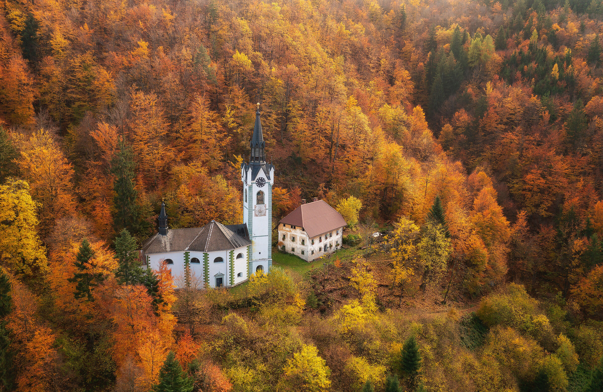 Cathedral in the forest...