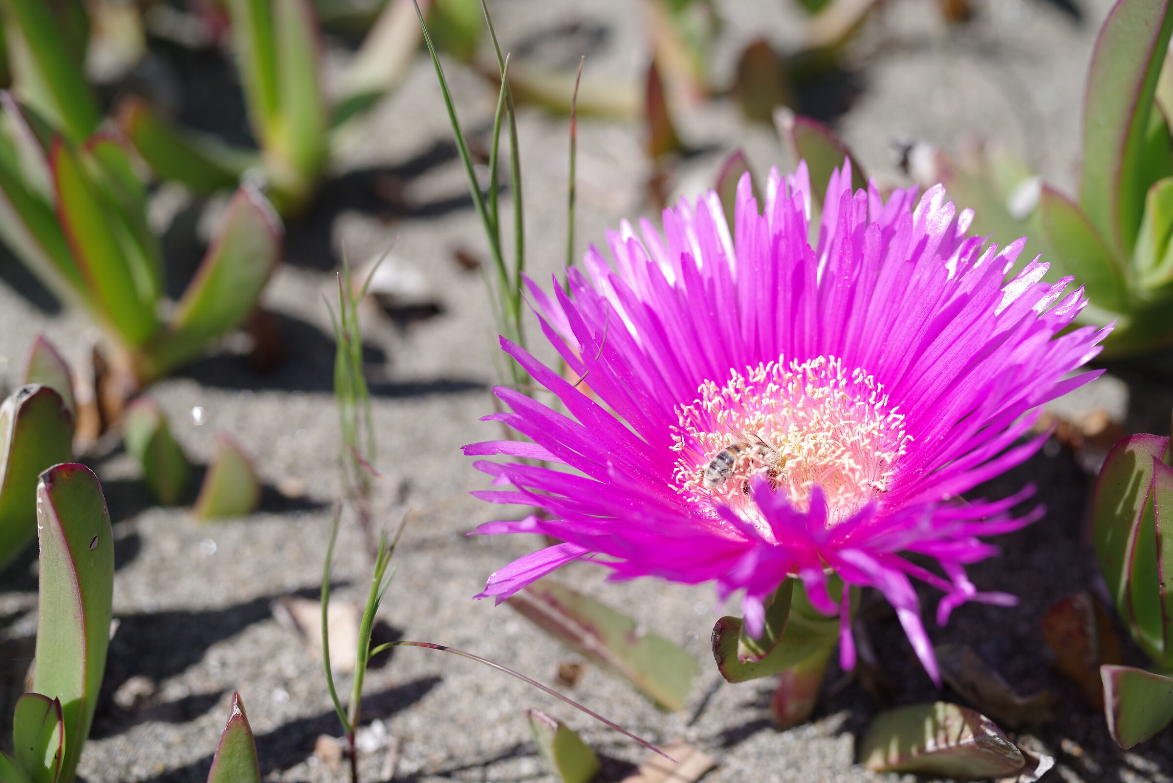 Sea flower...