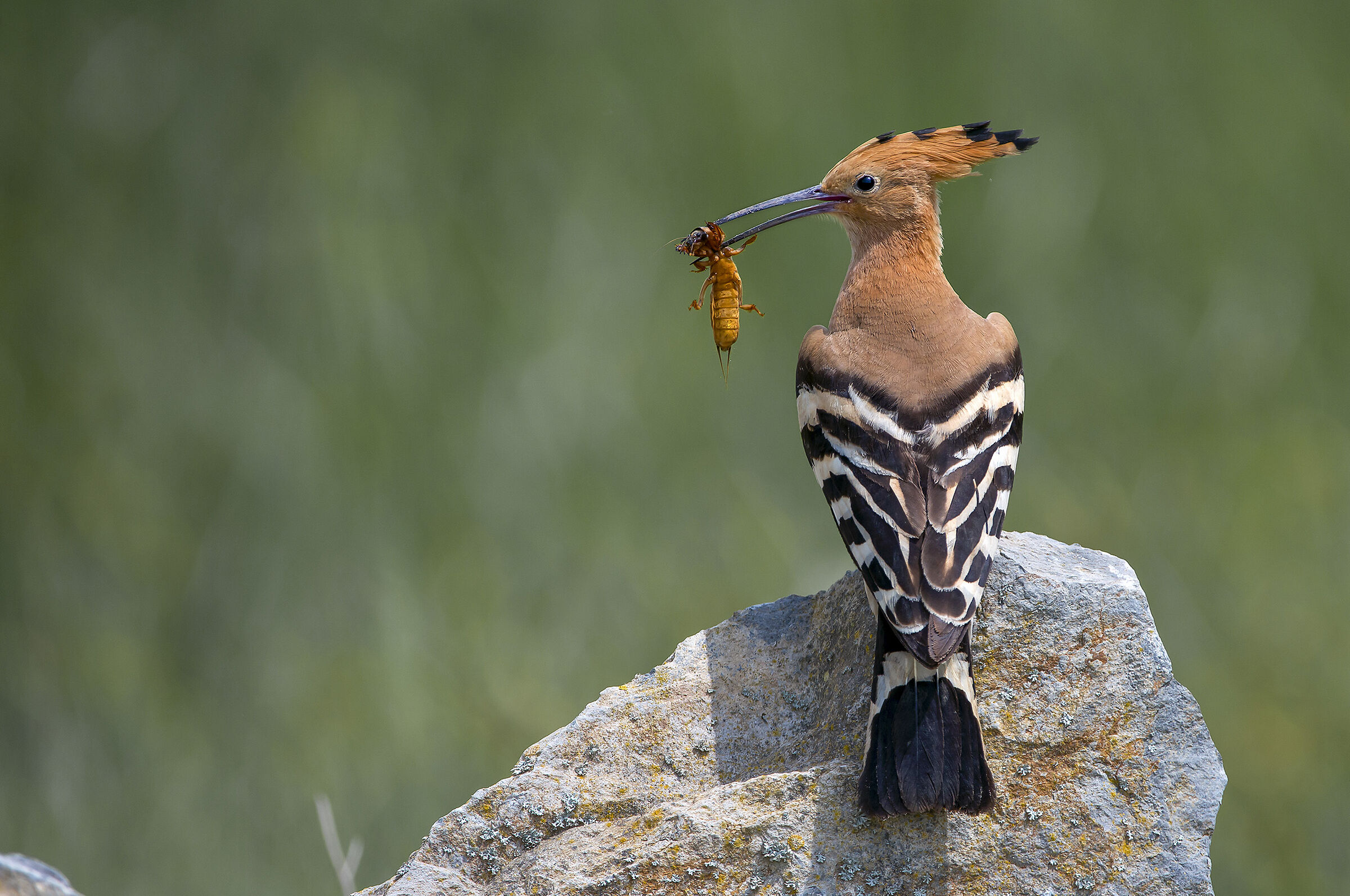 Hoopoe...