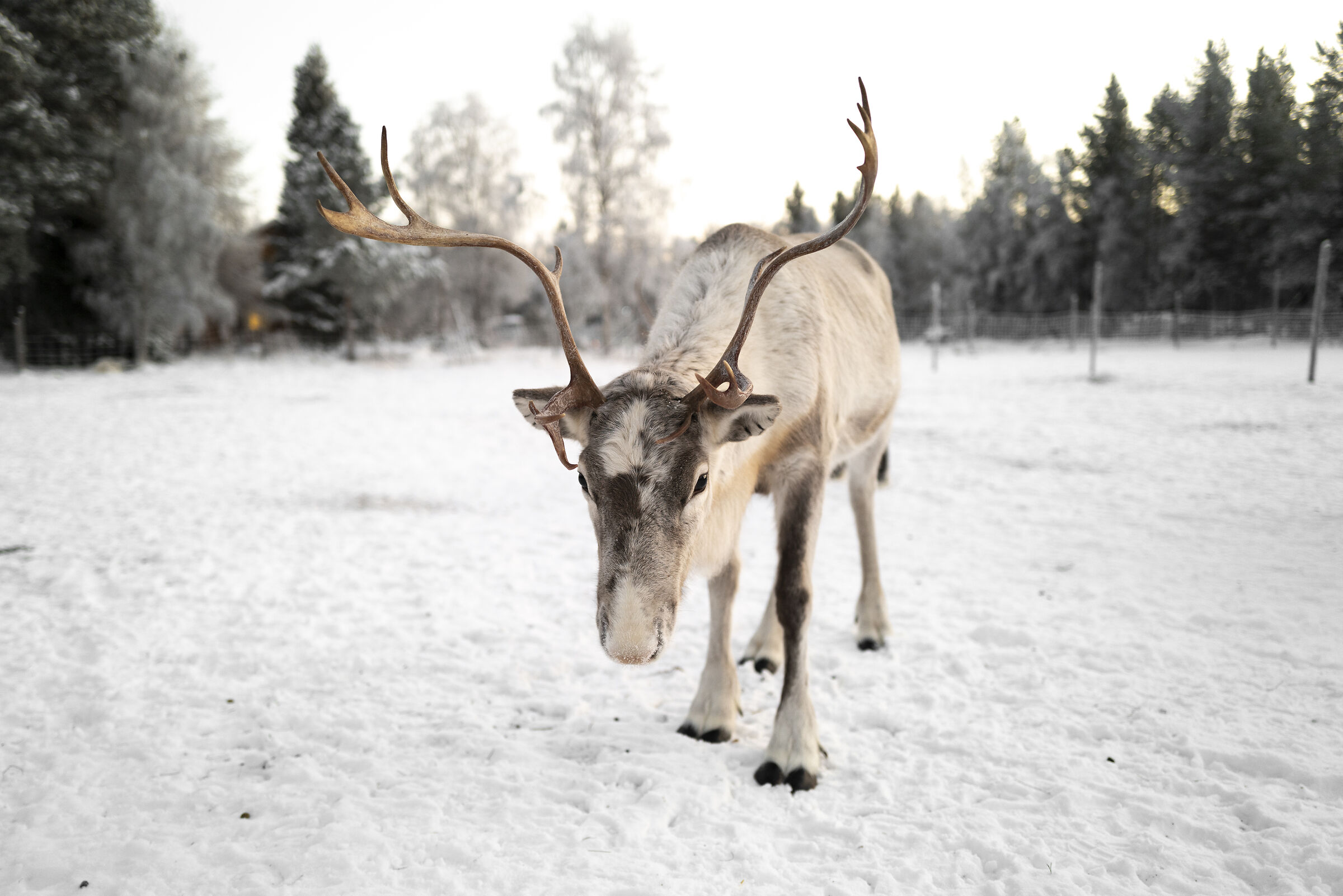 Lappish reindeer...
