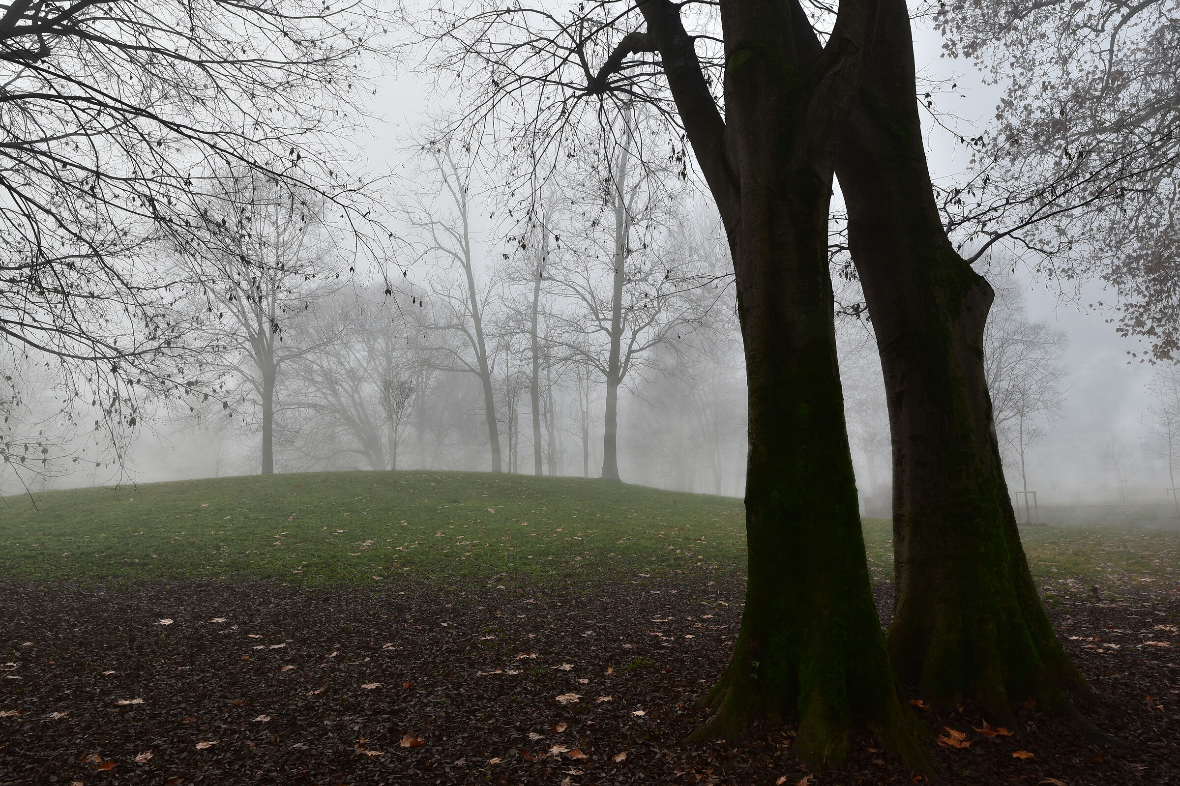 fog at Villa Litta #2 (MI)...