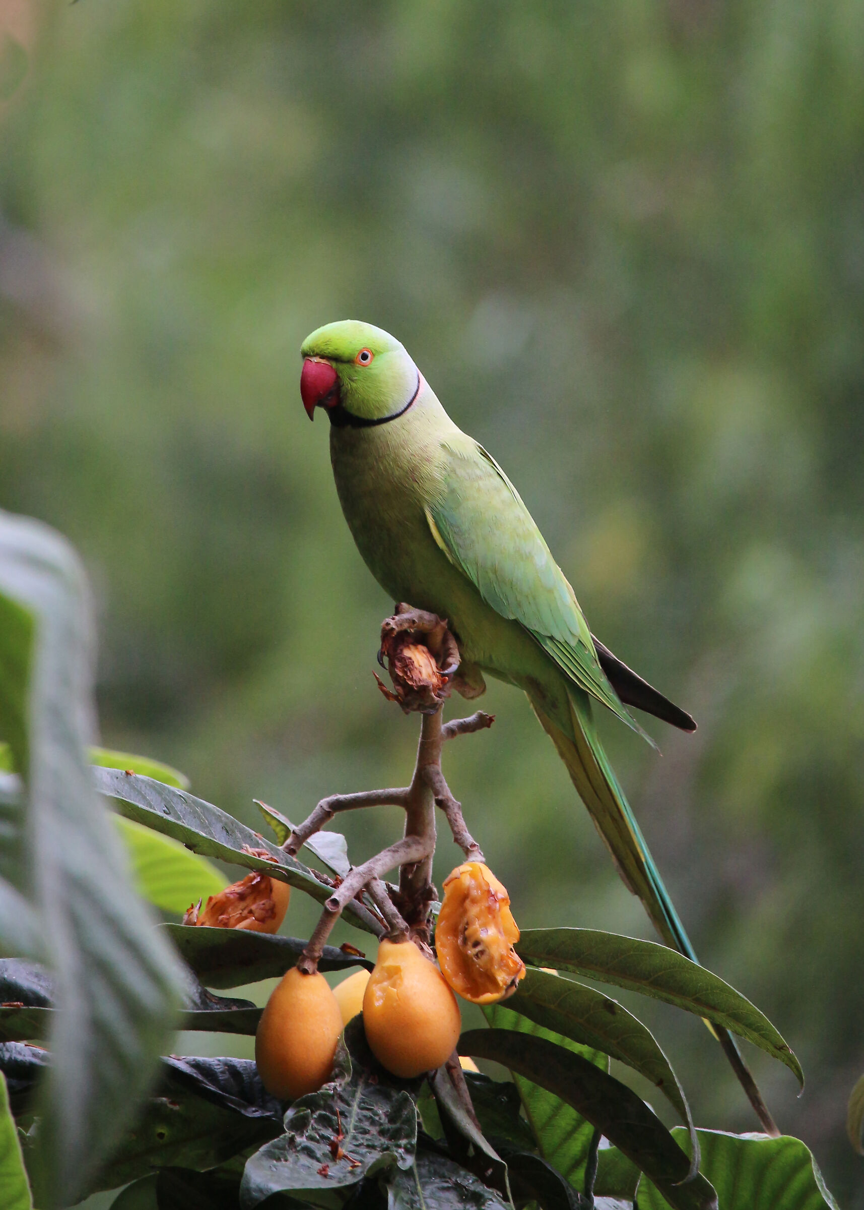 Green parrot...