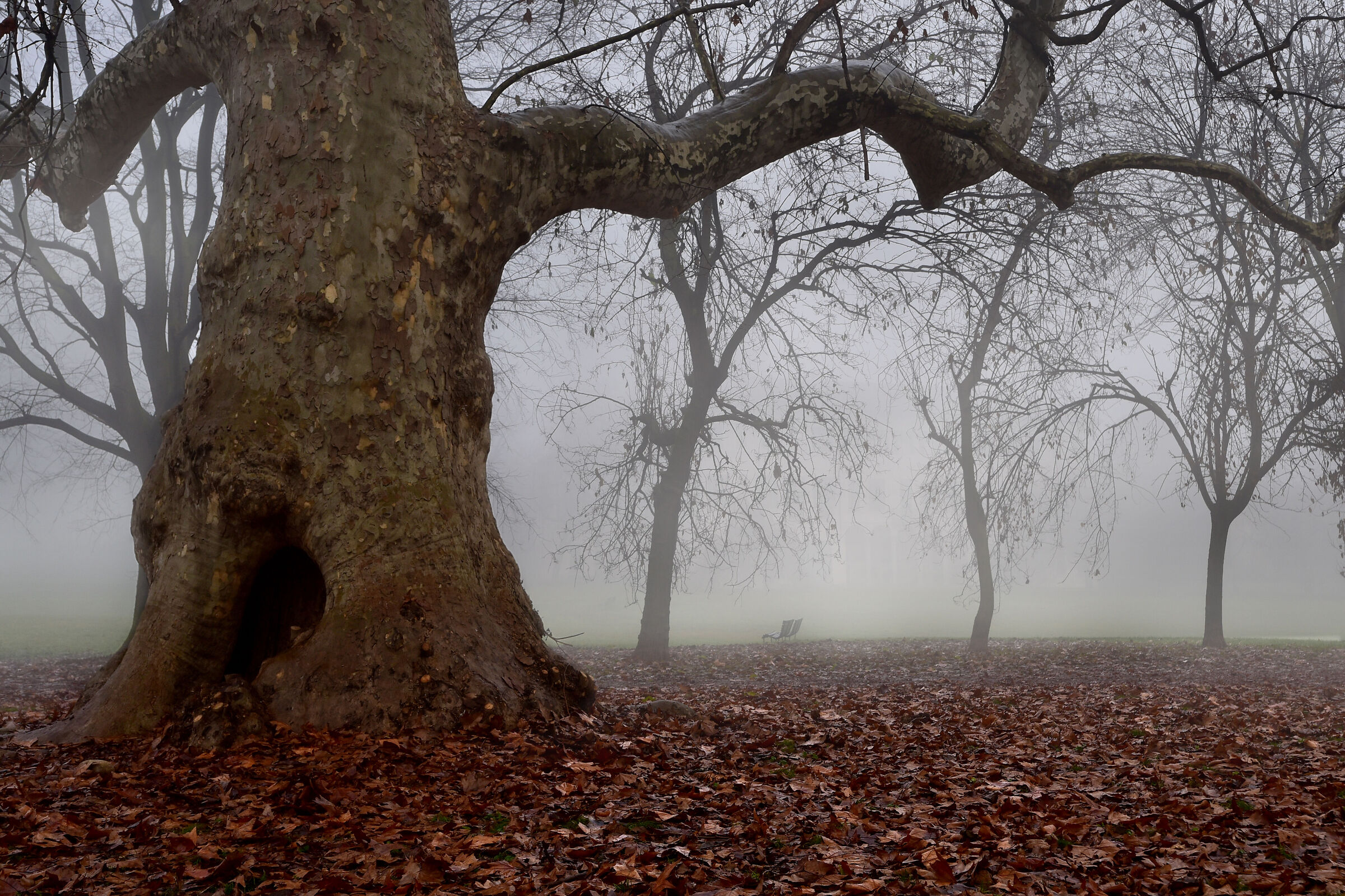 albero  nella nebbia...