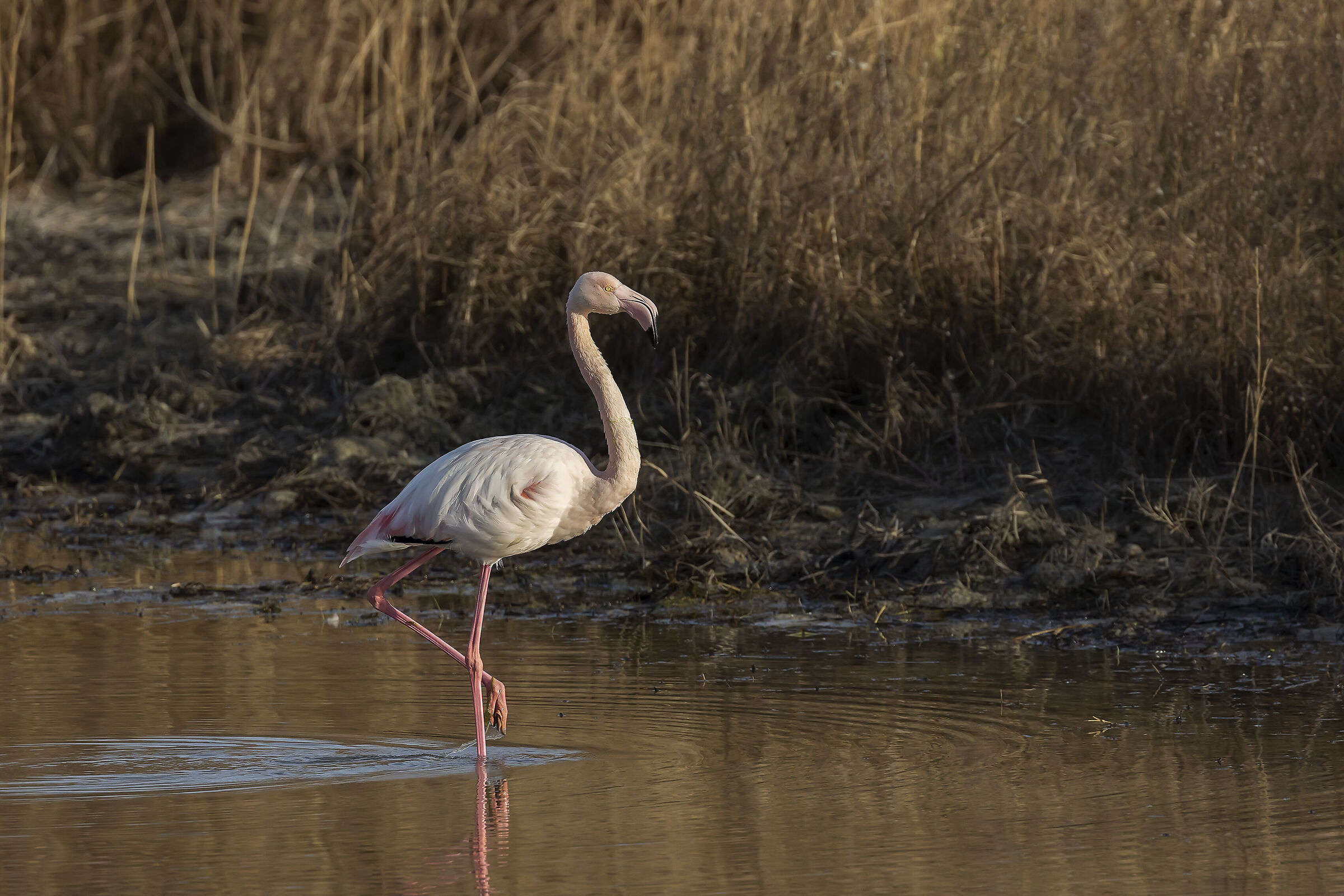 Pink flamingo...