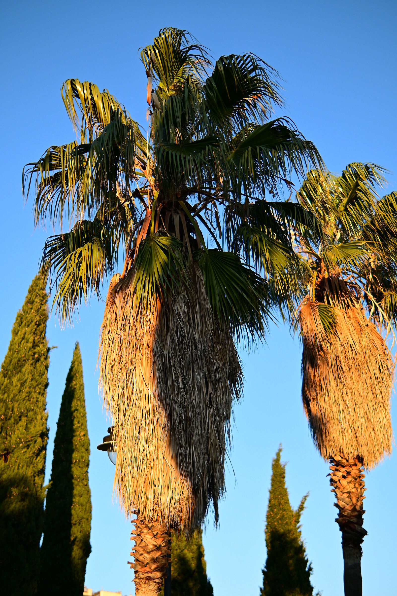 Palm trees...