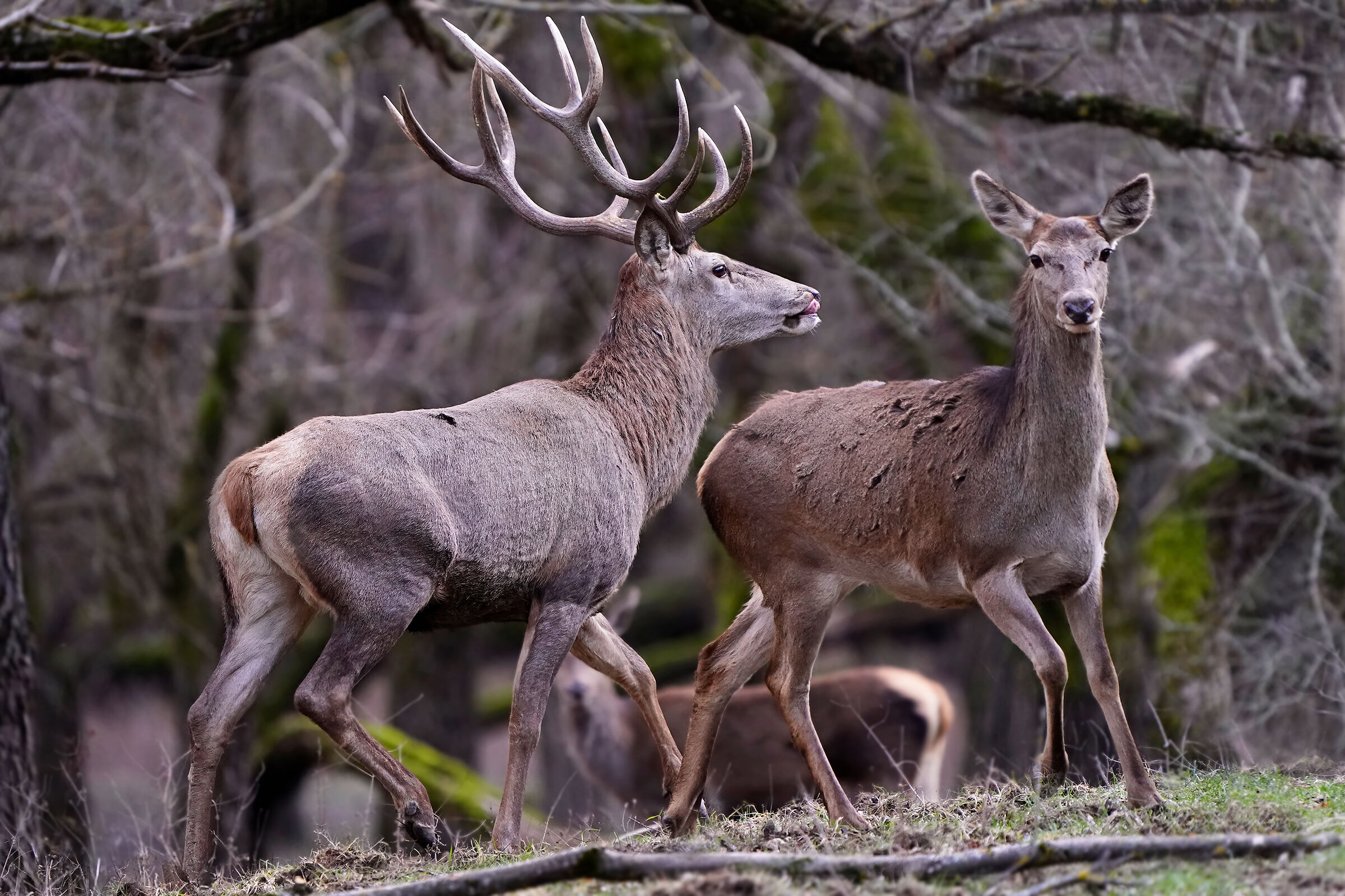 Noble deer - courtship...