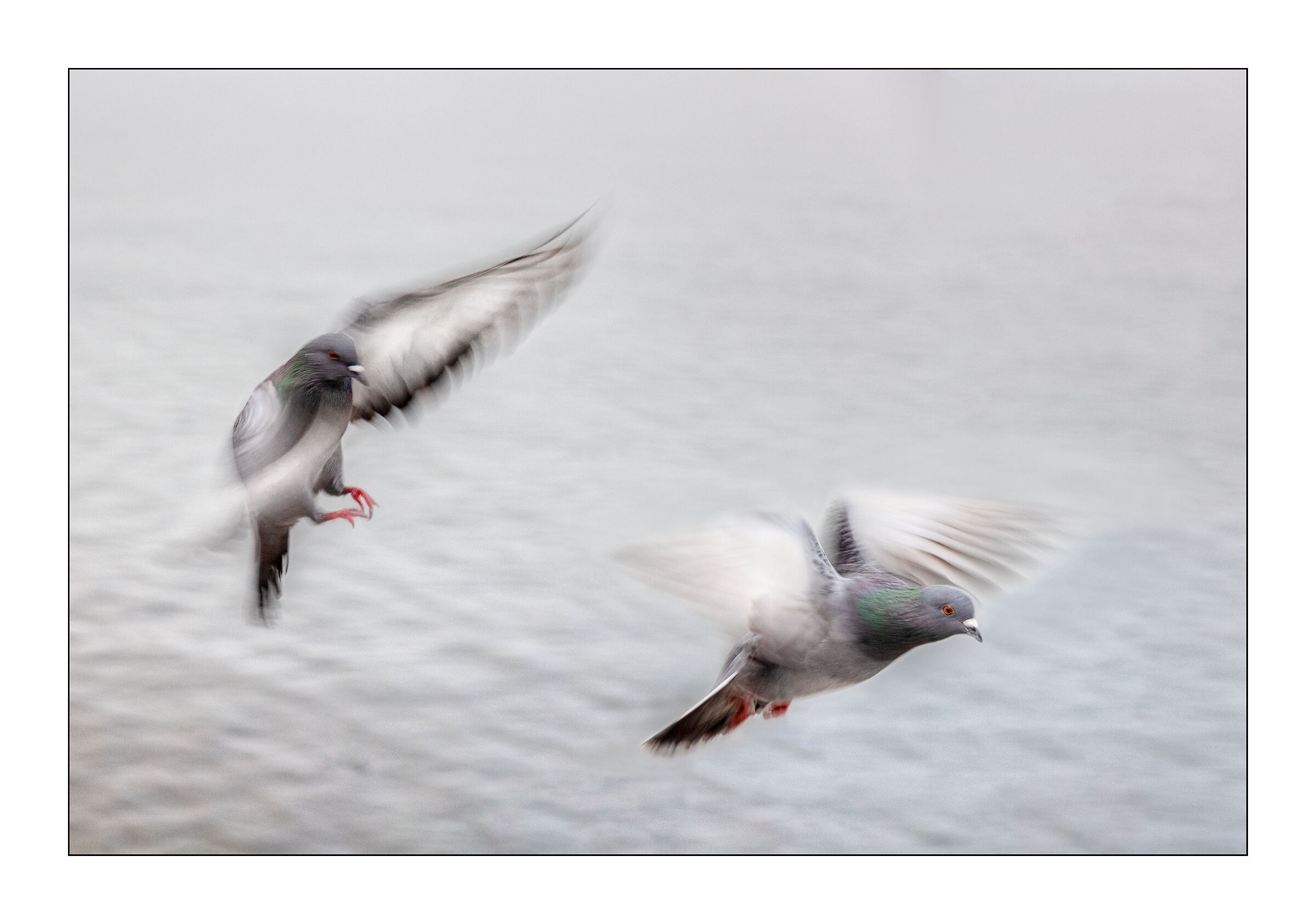 pigeon flight...