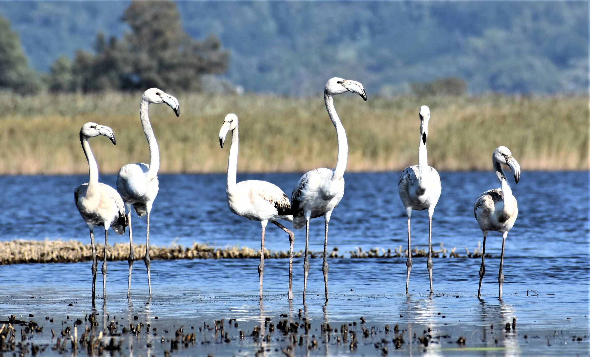 White flamingos massaciuccoli swamp...