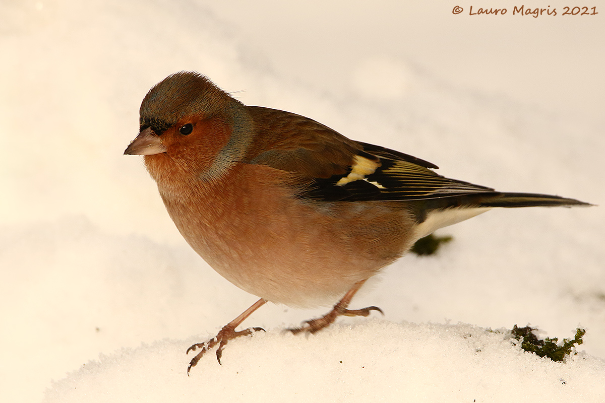 Chaffinch in the snow...