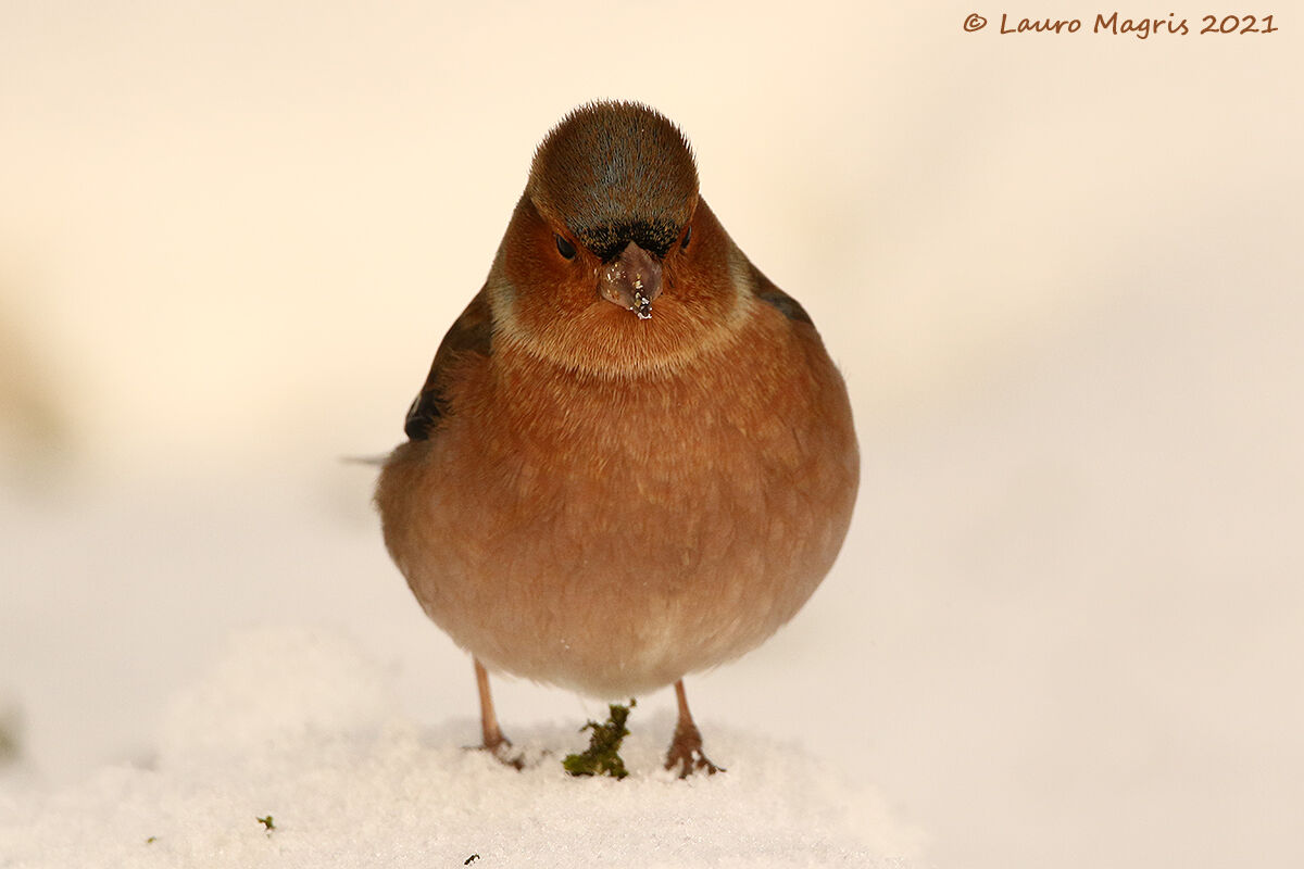 Snowy beak...