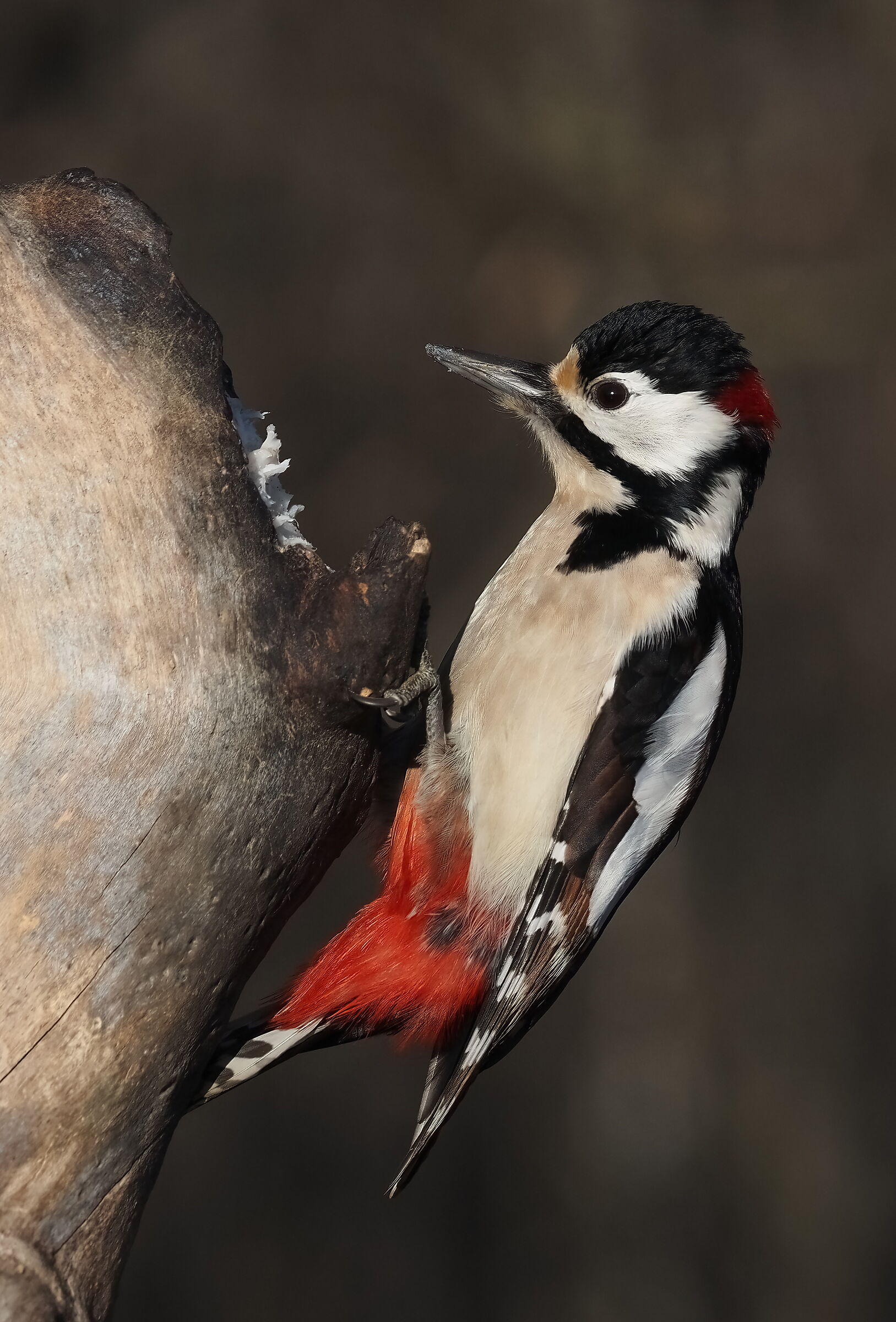 "Crested" woodpecker...