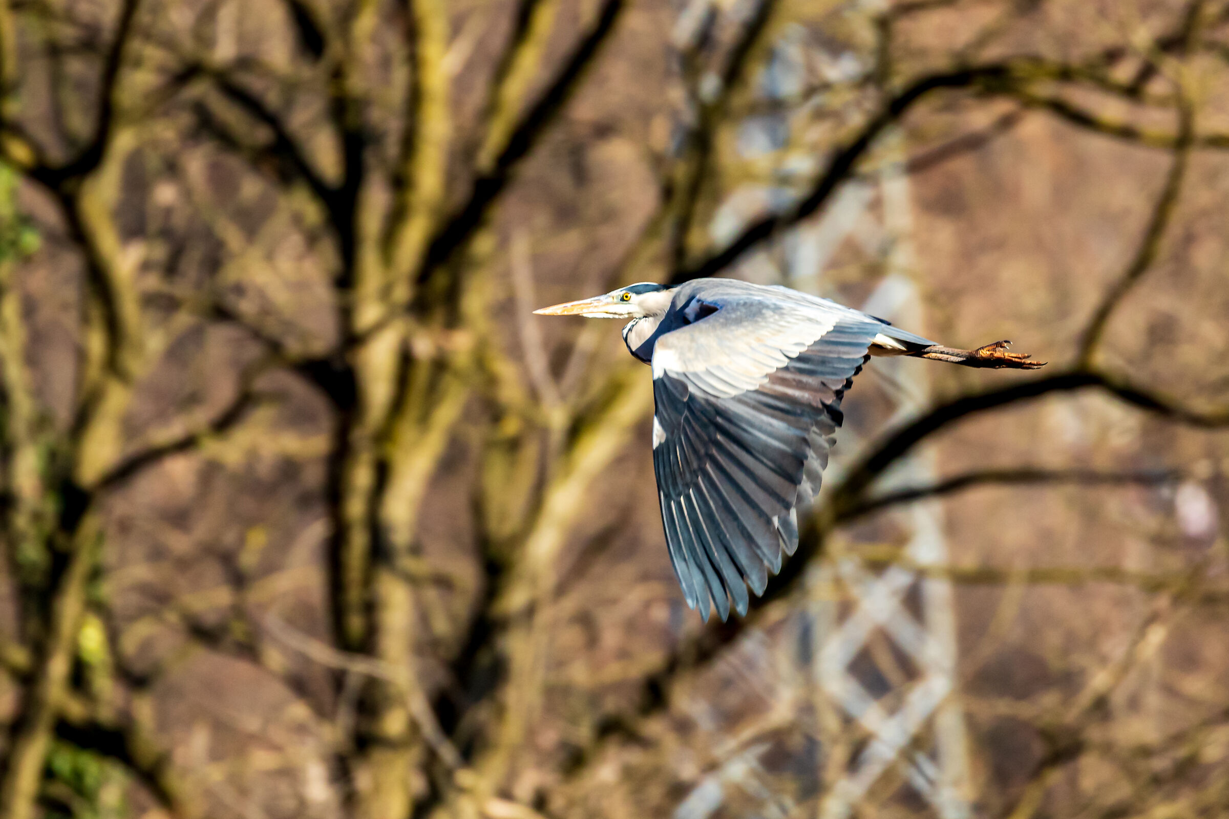 Grey Heron in Flight...