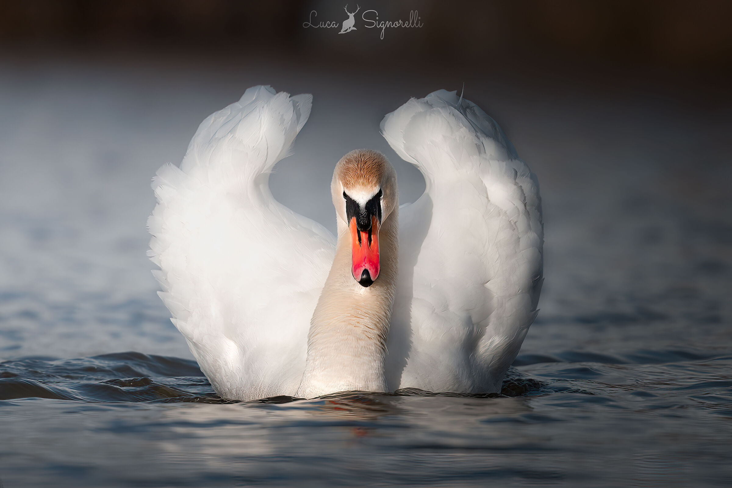 The elegance and beauty of the Royal Swan...