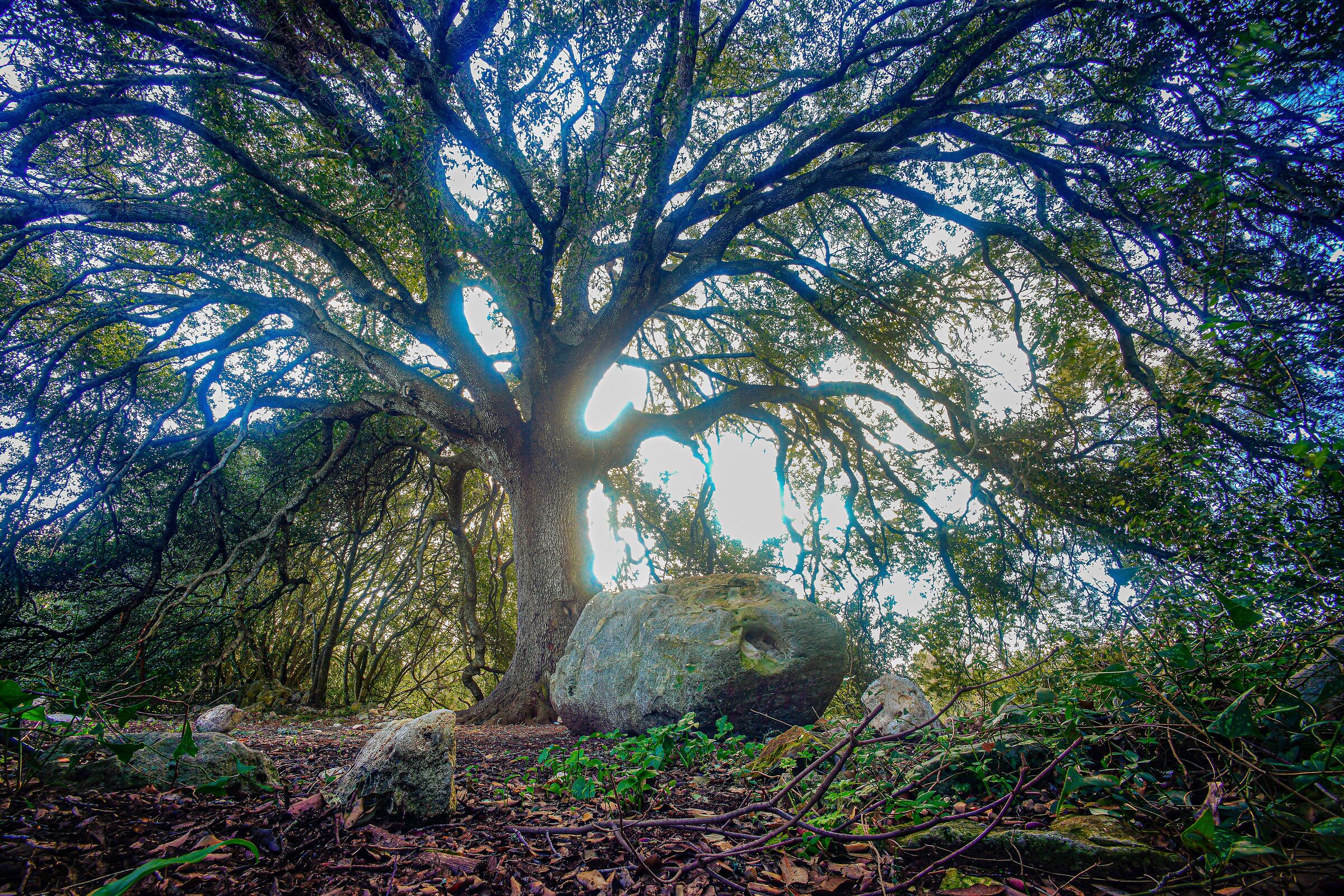 The holm oak...