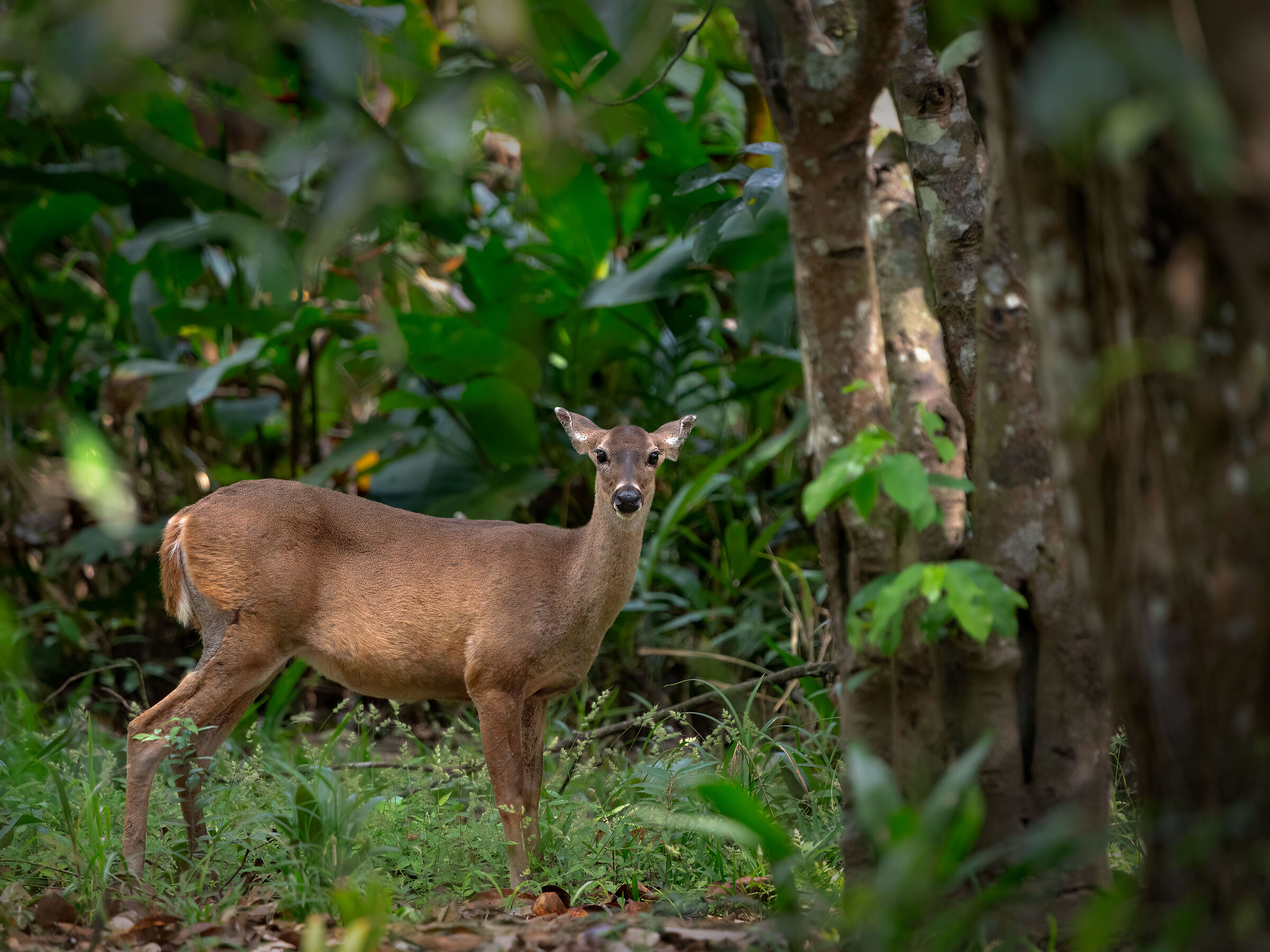 White Tailed ...