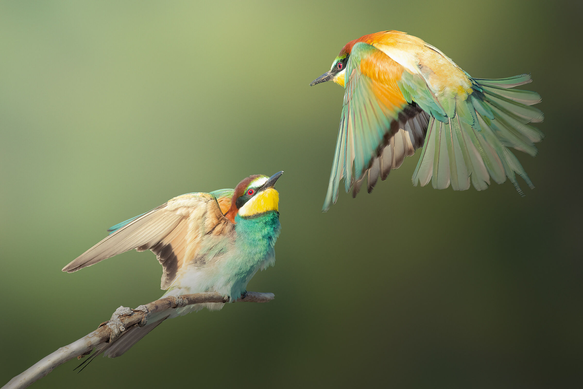Bee-eaters...