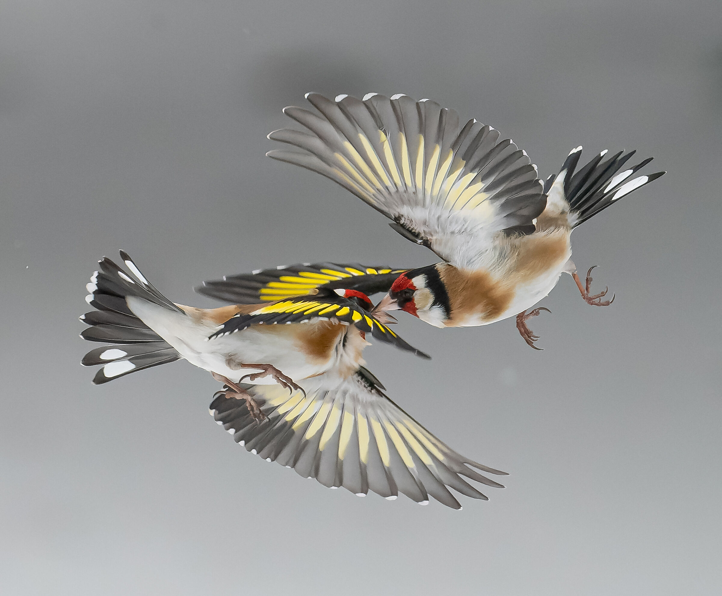 Goldfinches in ''dance''...